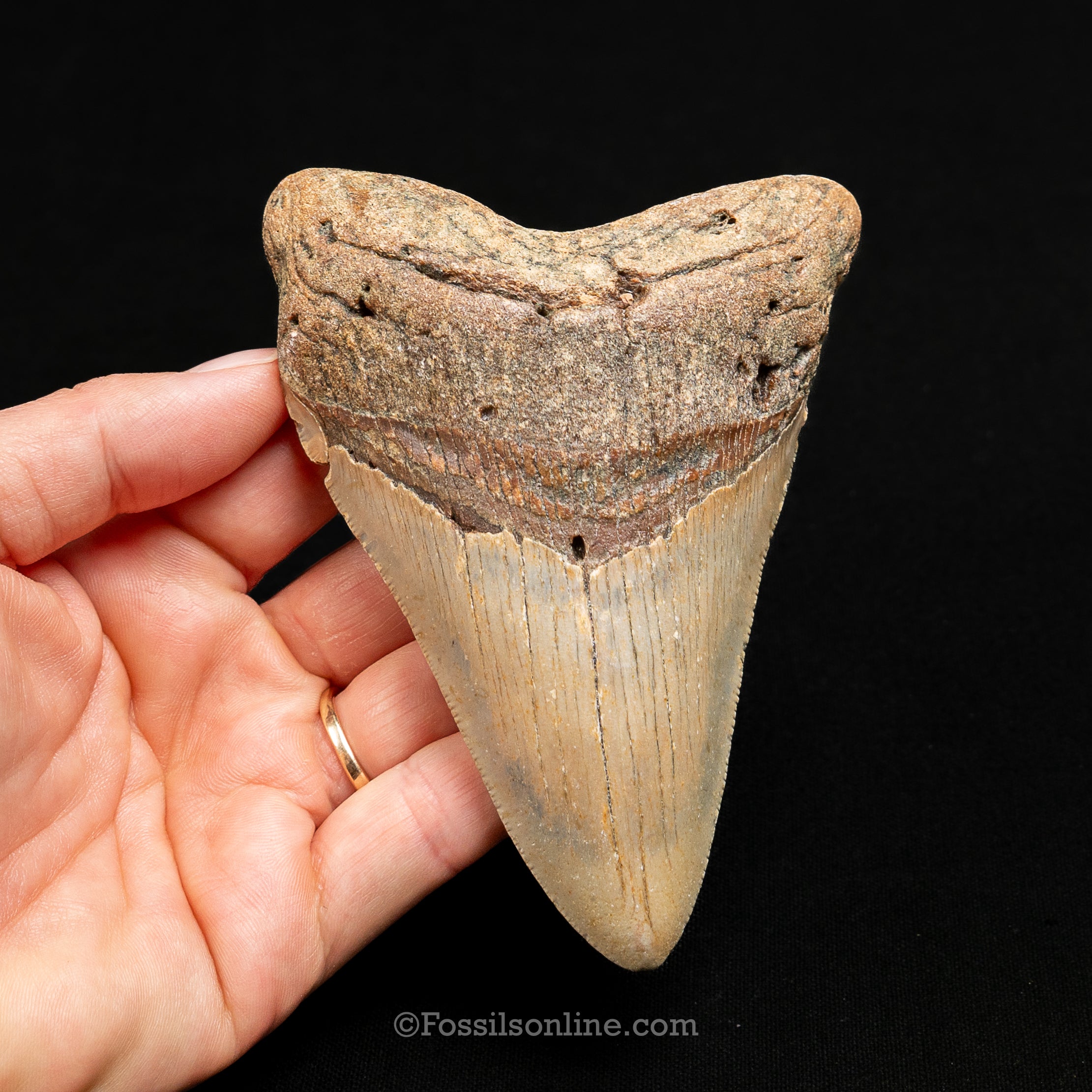 North Carolina Megalodon 4.5"