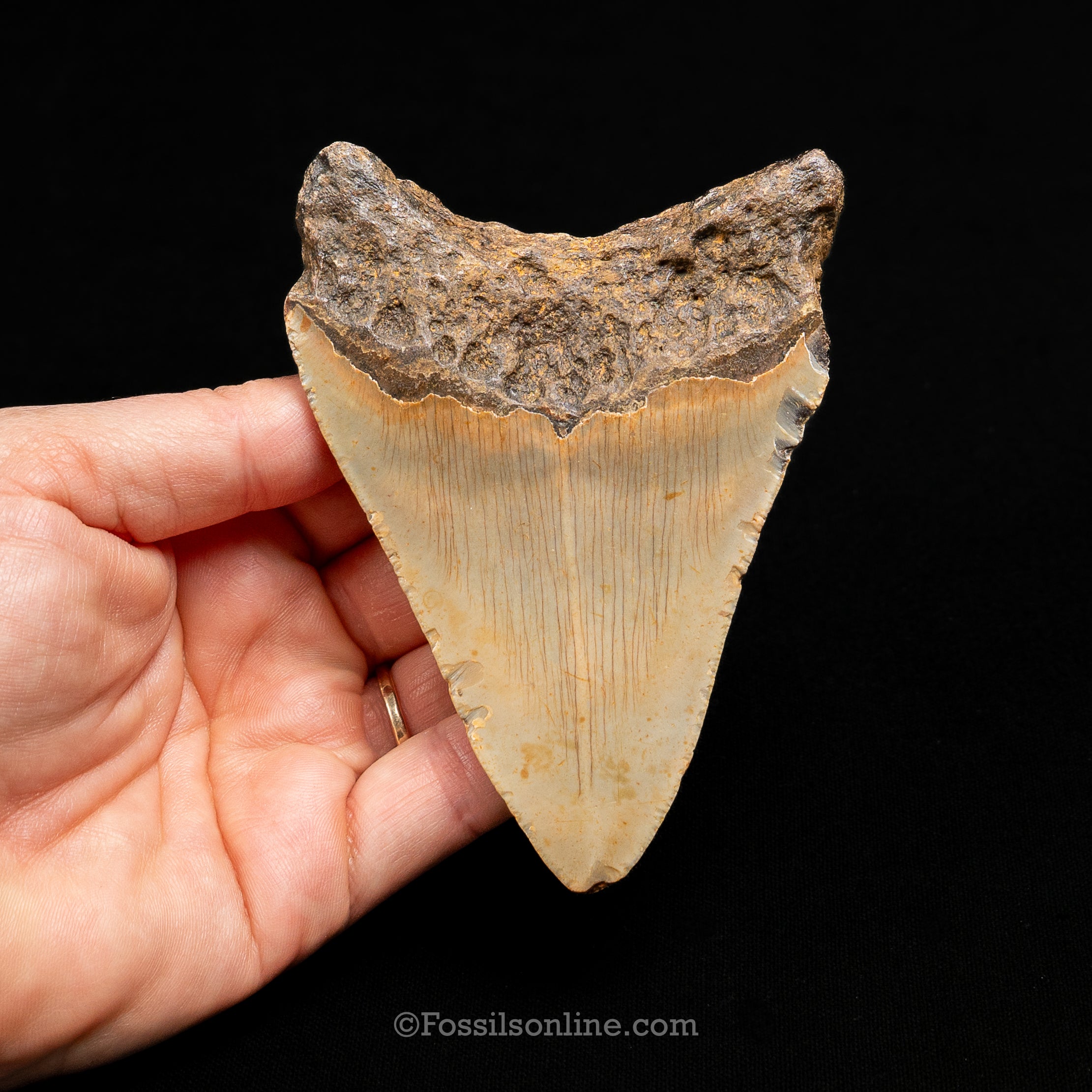 North Carolina Megalodon 4.13"
