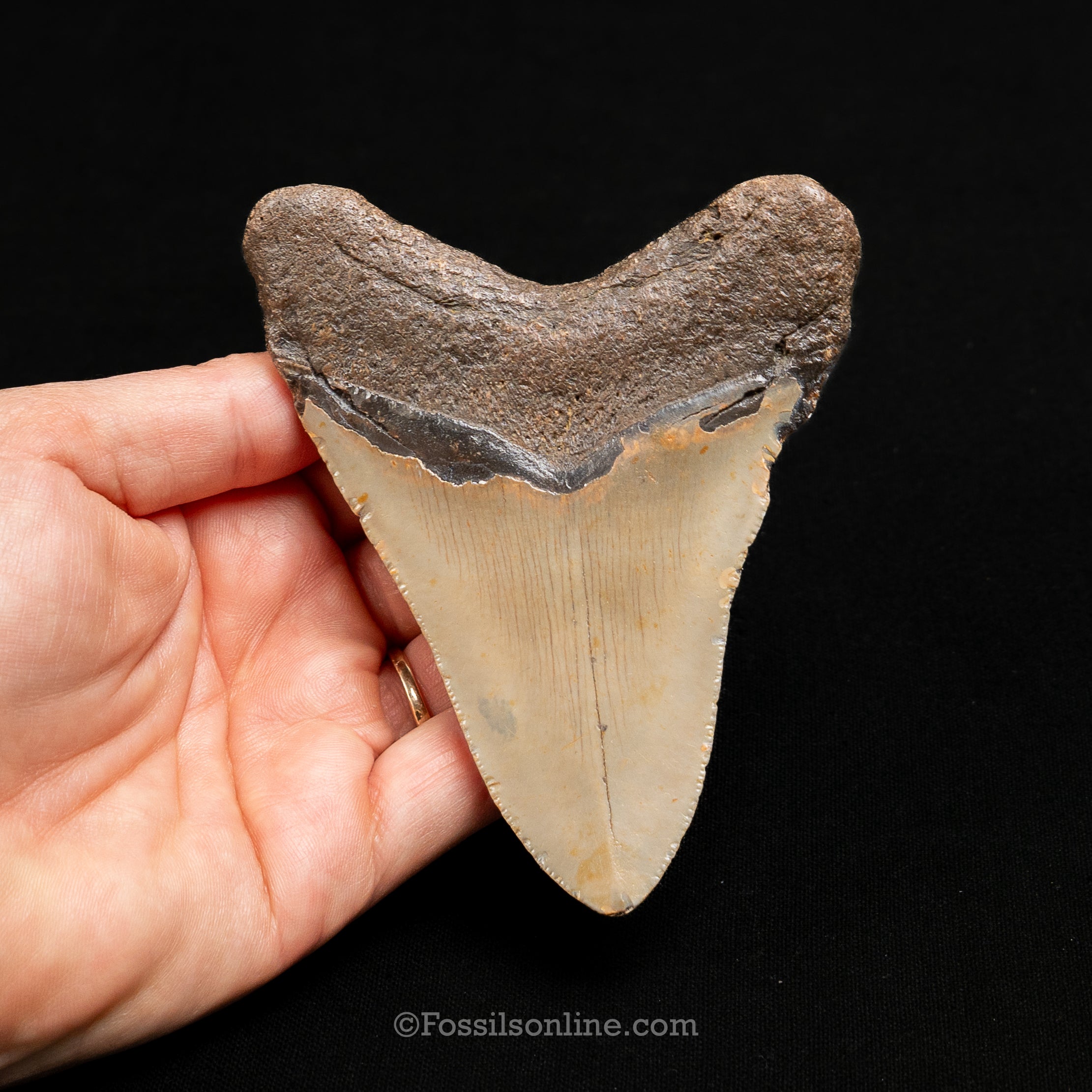 North Carolina Megalodon 4.21"