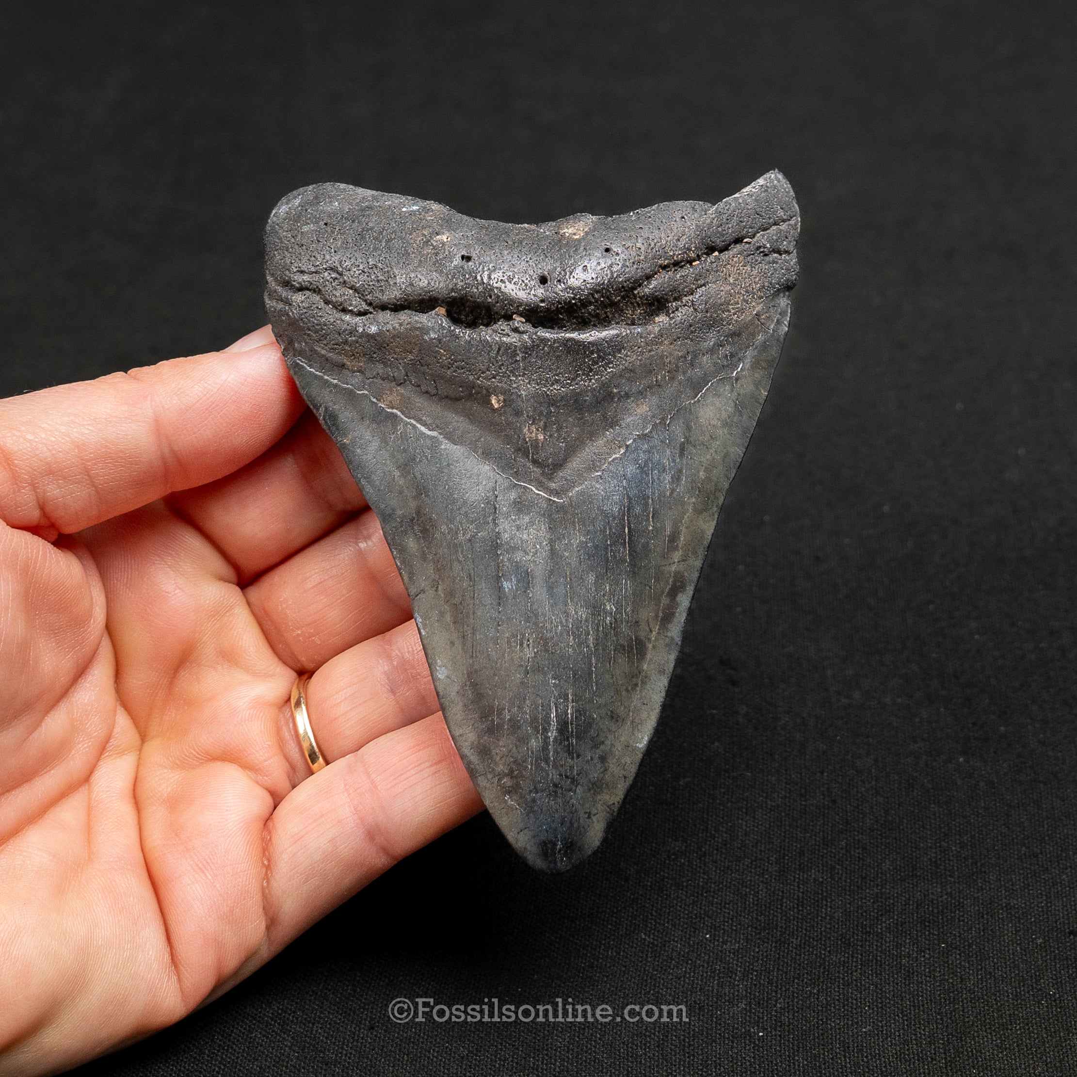 South Carolina Megalodon 4.09"