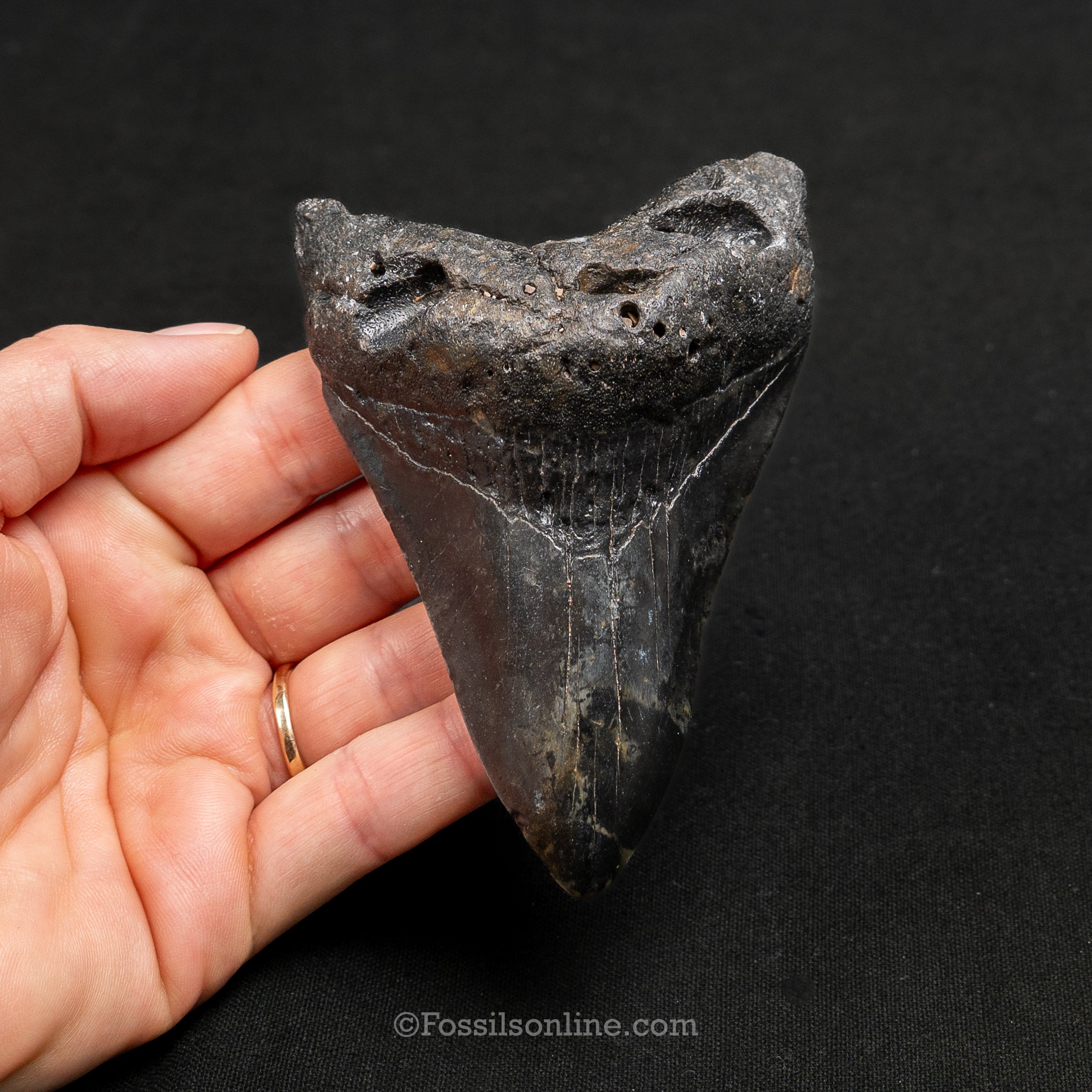 South Carolina Megalodon 4.07"