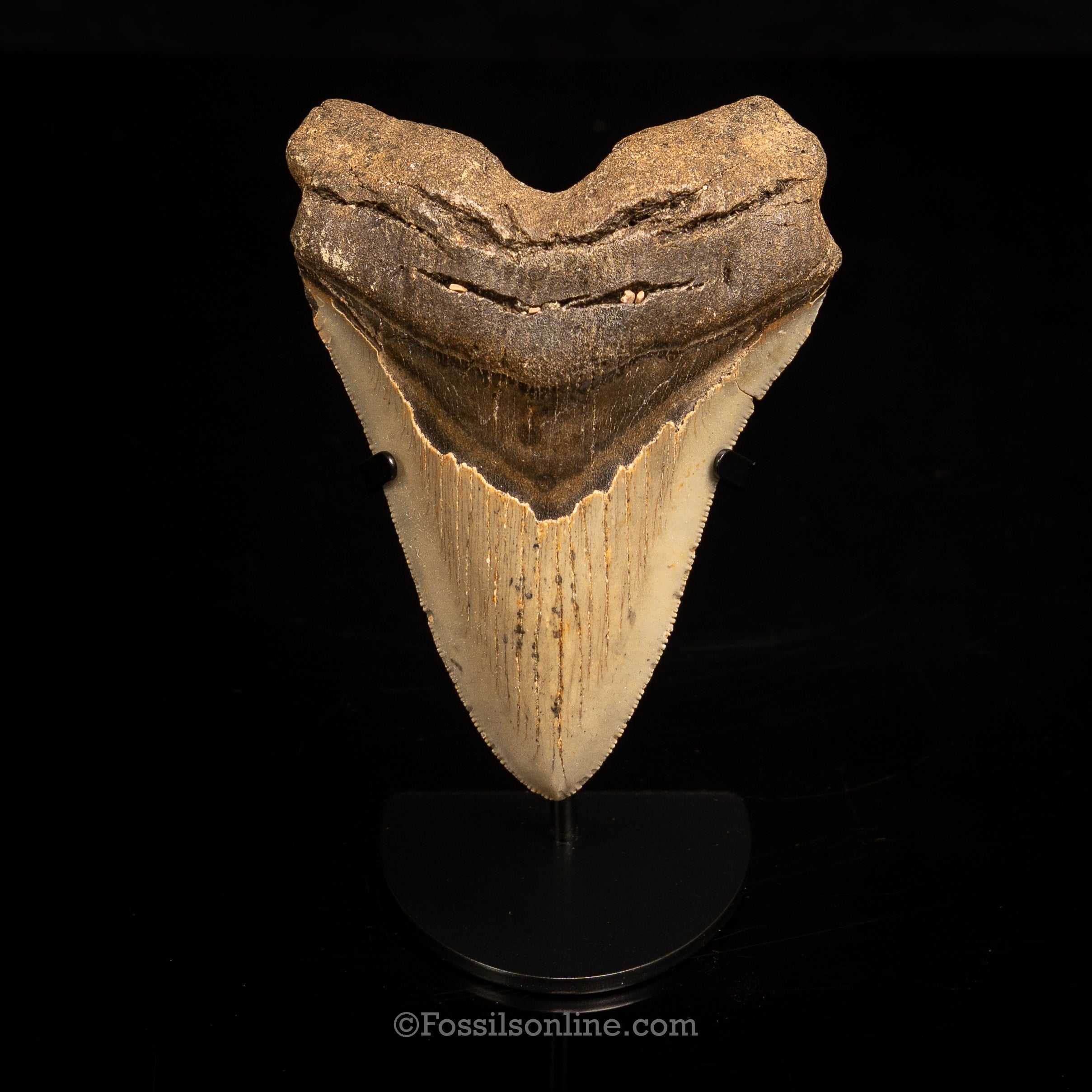 North Carolina Megalodon 5.01"