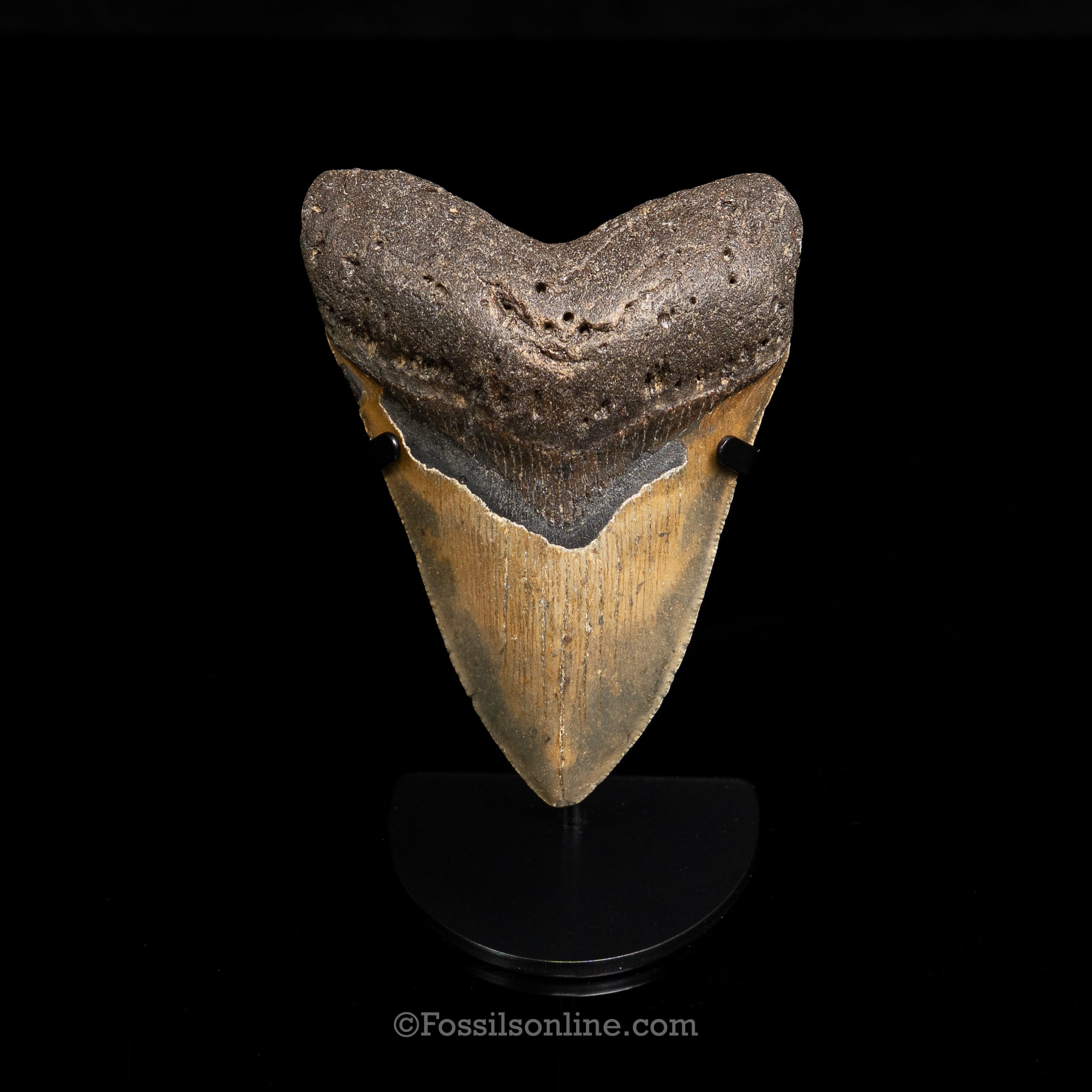 North Carolina Megalodon 4.58"
