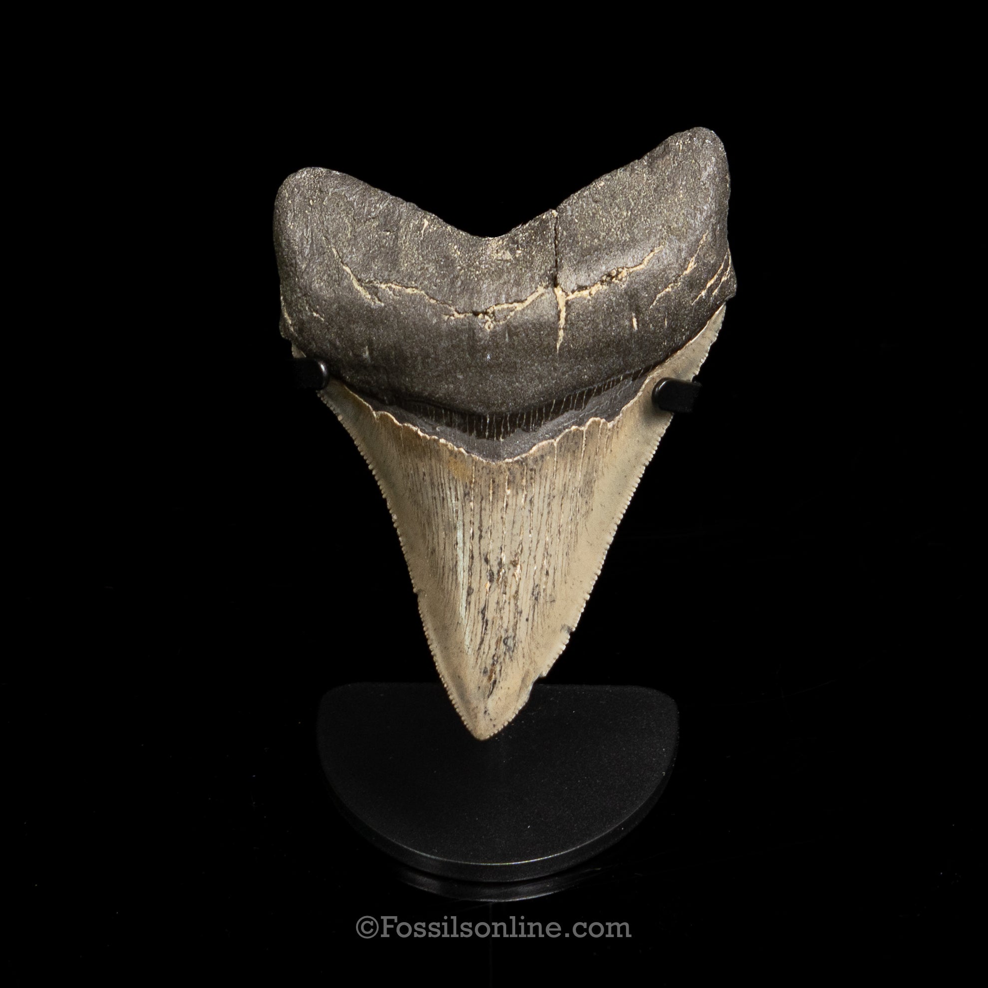 North Carolina Megalodon 4.07"