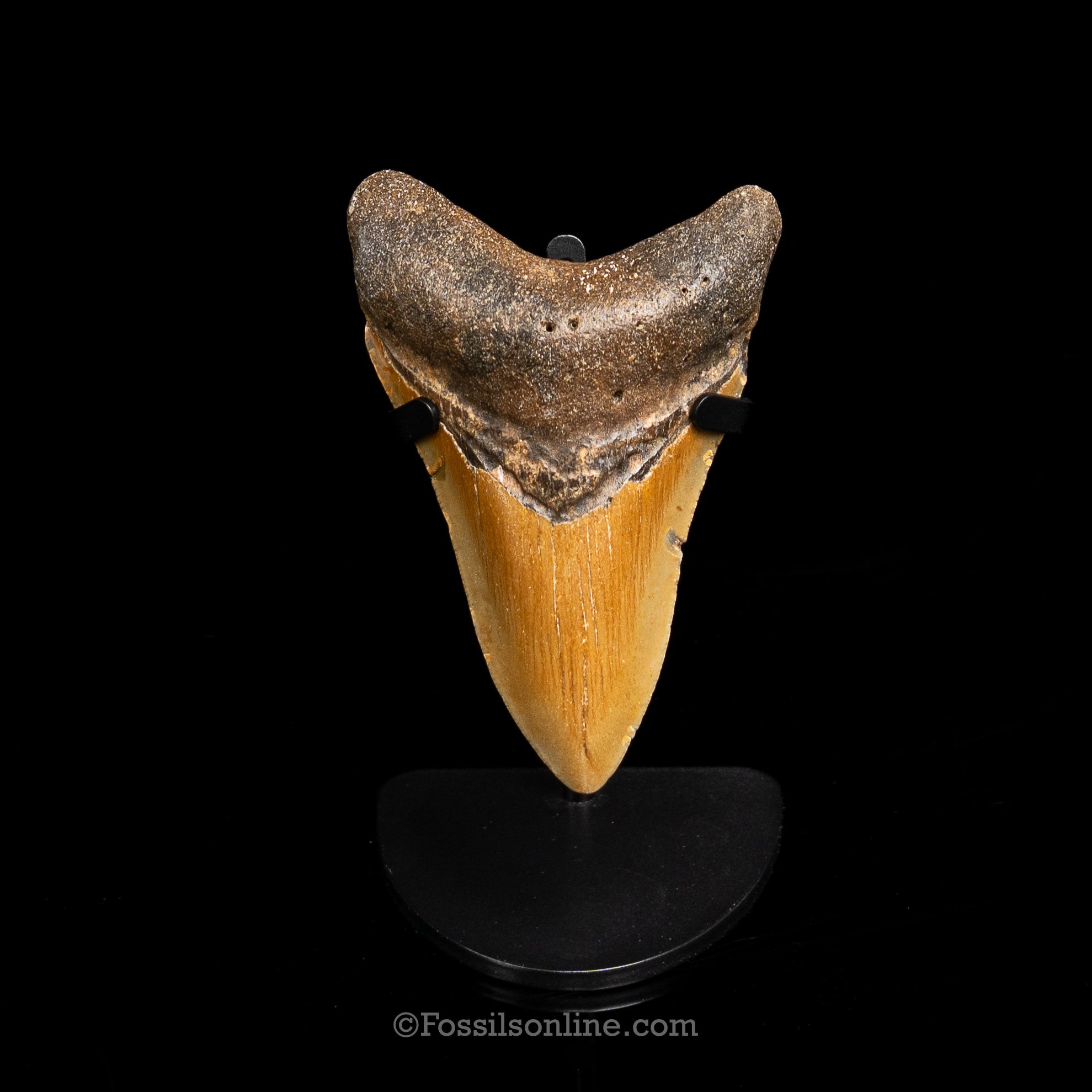 North Carolina Megalodon 3.67"