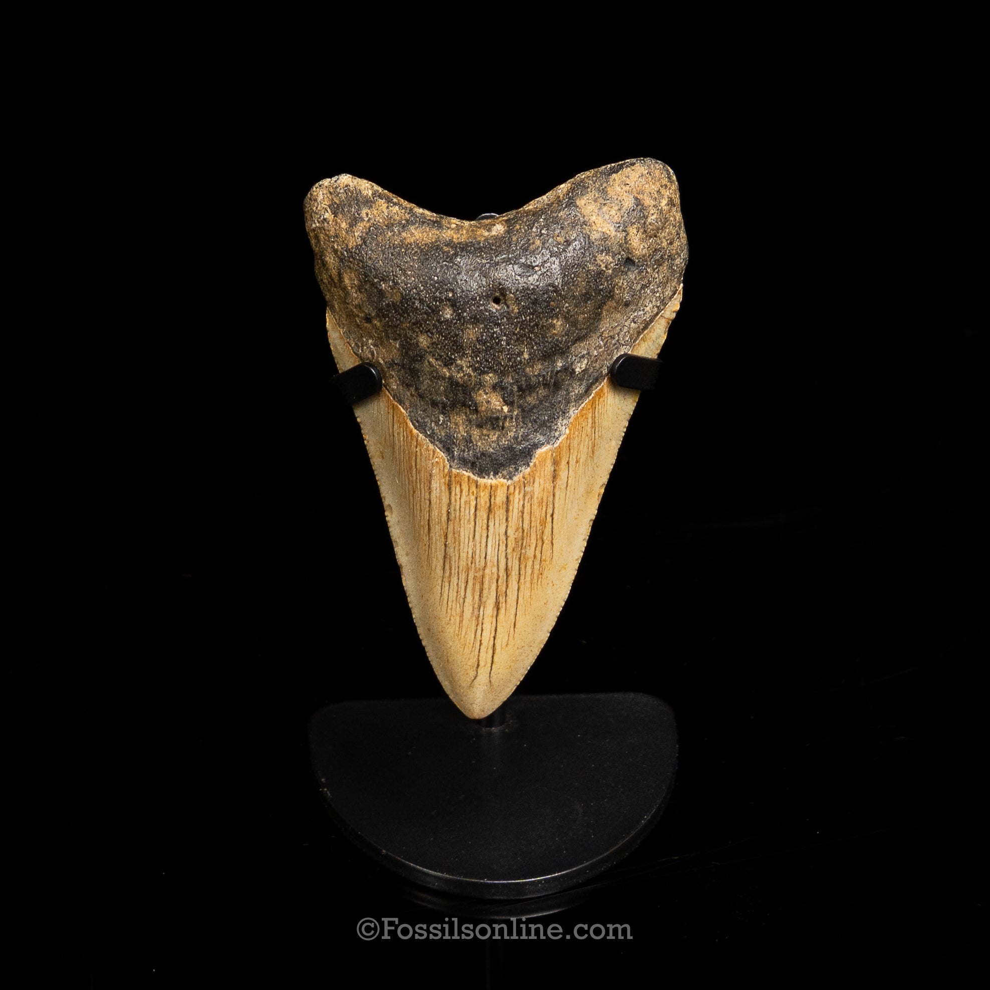 North Carolina Megalodon 3.59"