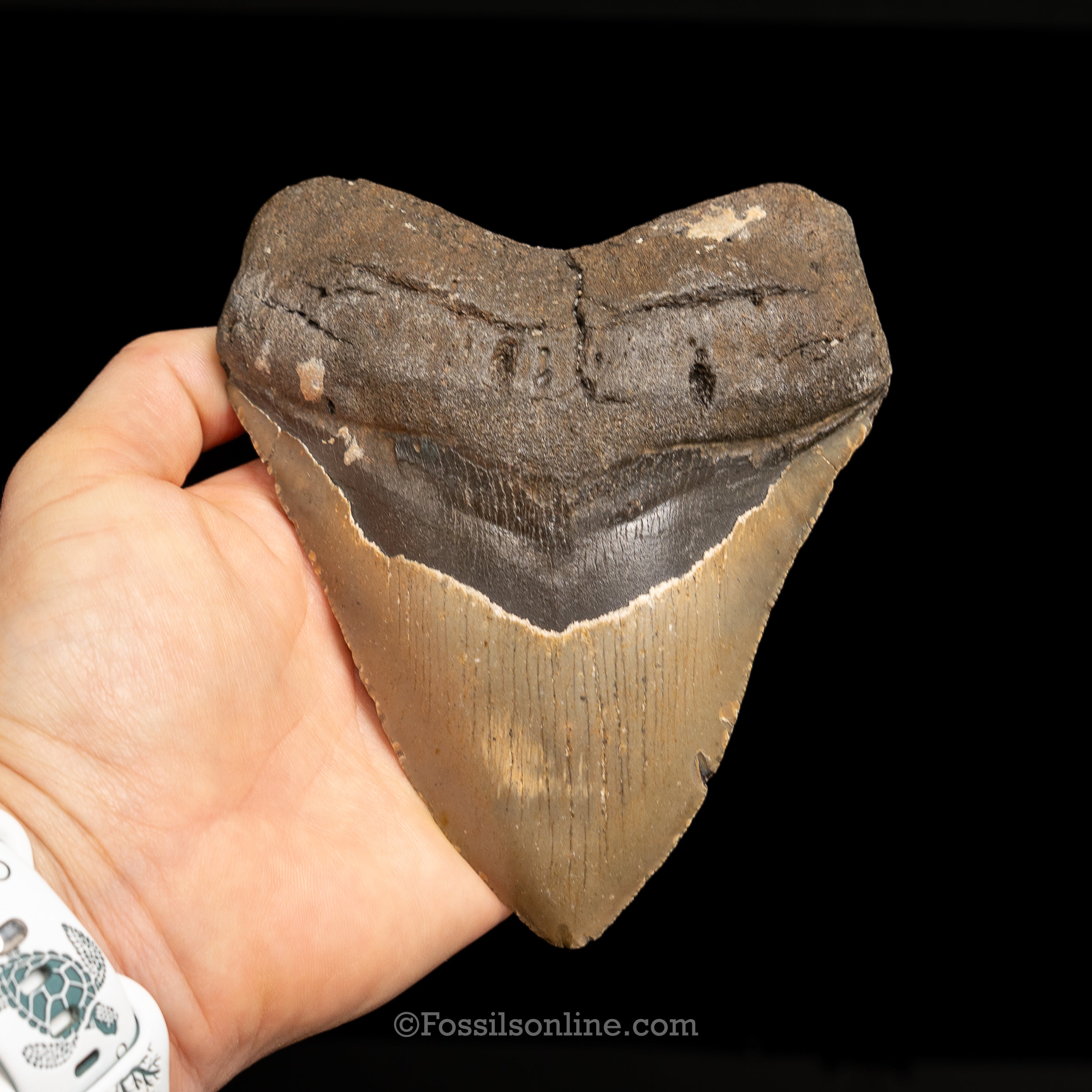 North Carolina Megalodon 4.89"