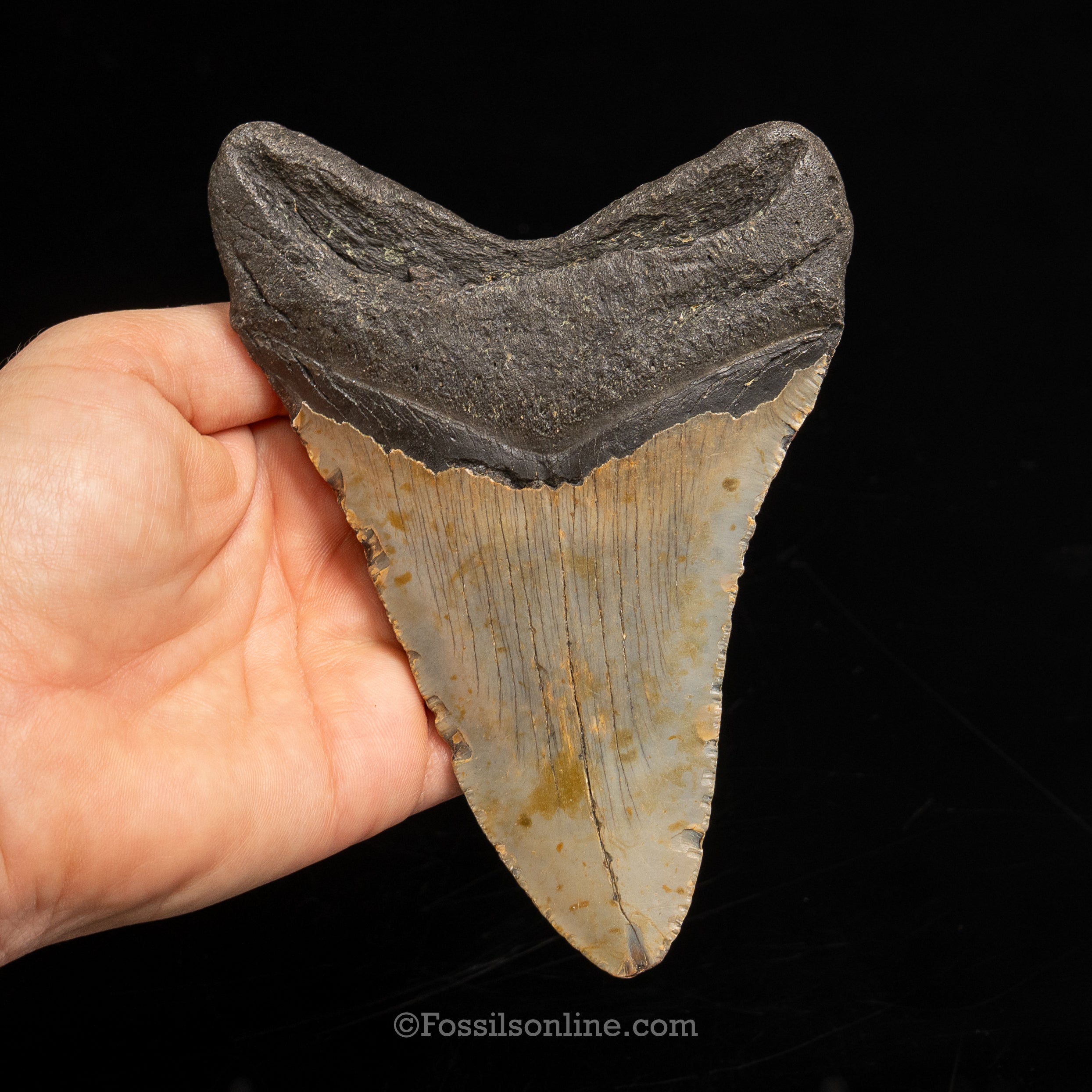 North Carolina Megalodon 5.39"
