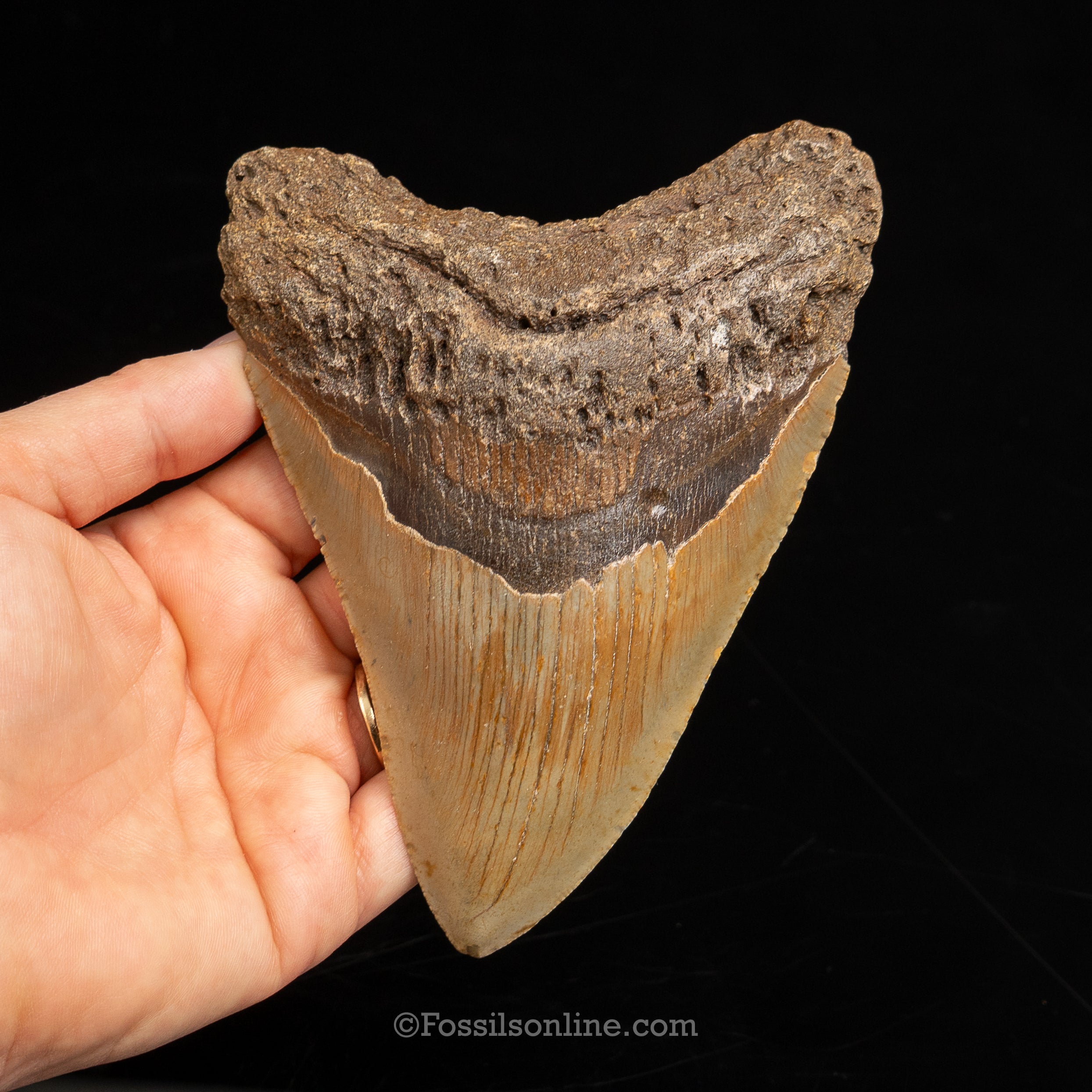 North Carolina Megalodon 5.33"