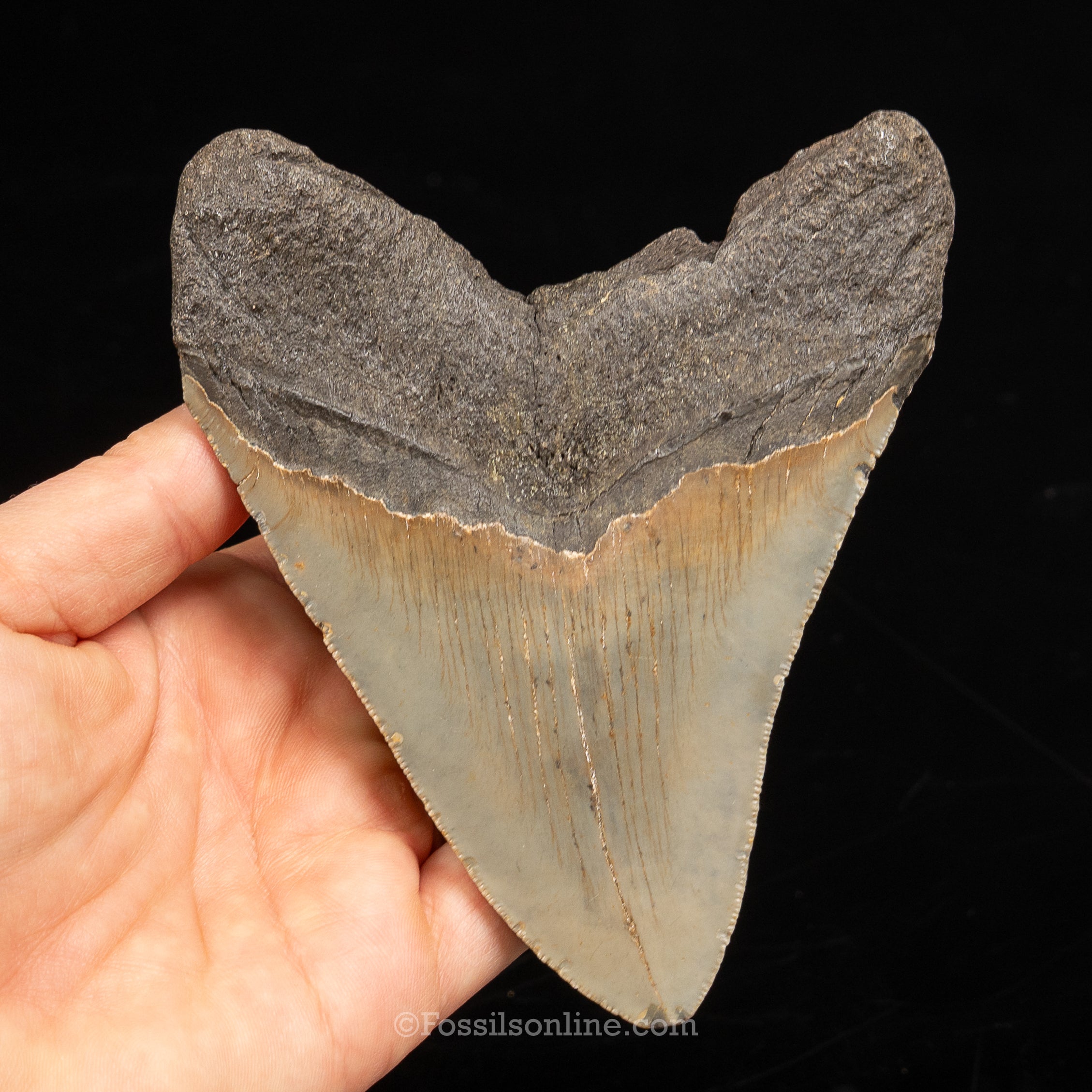North Carolina Megalodon 4.79"