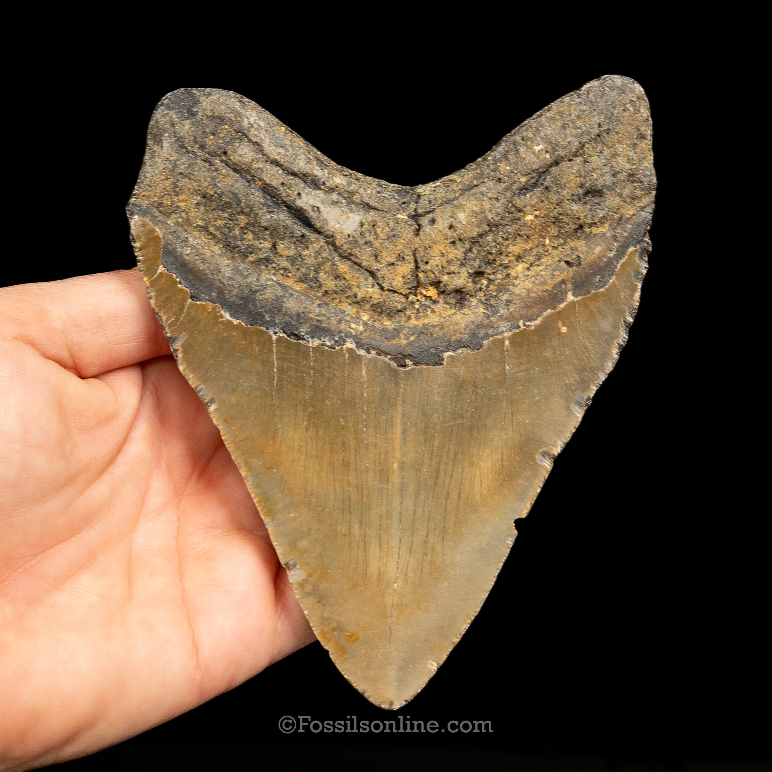 North Carolina Megalodon 4.95"