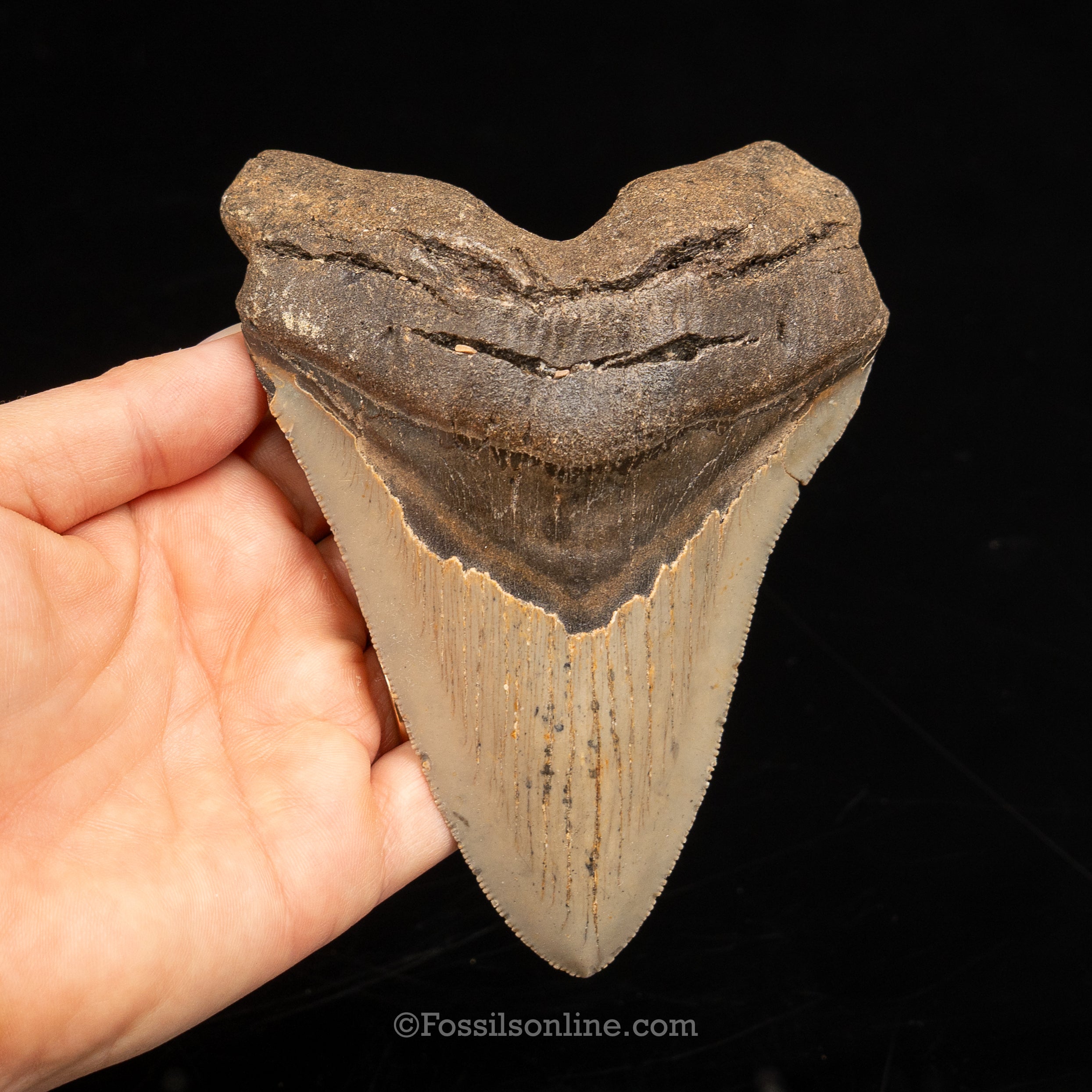 North Carolina Megalodon 5.01"