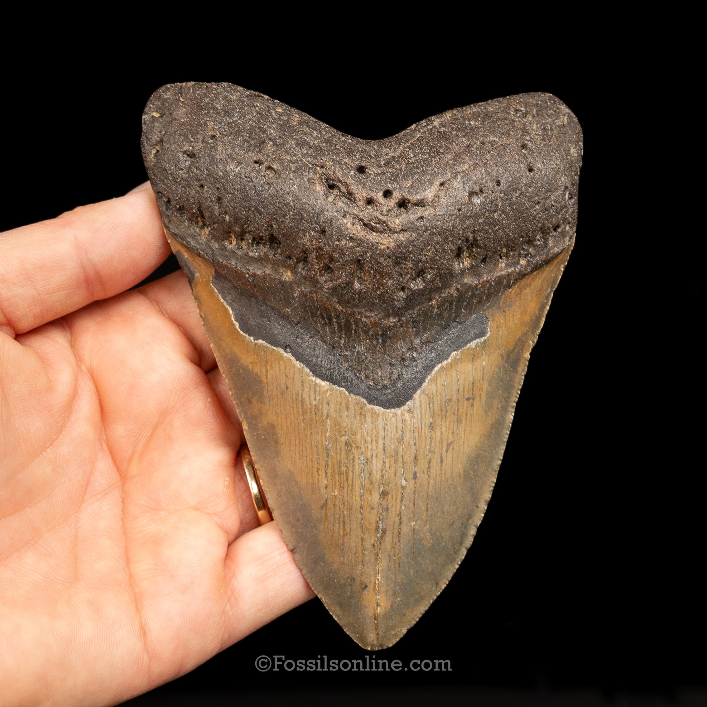 North Carolina Megalodon 4.58"