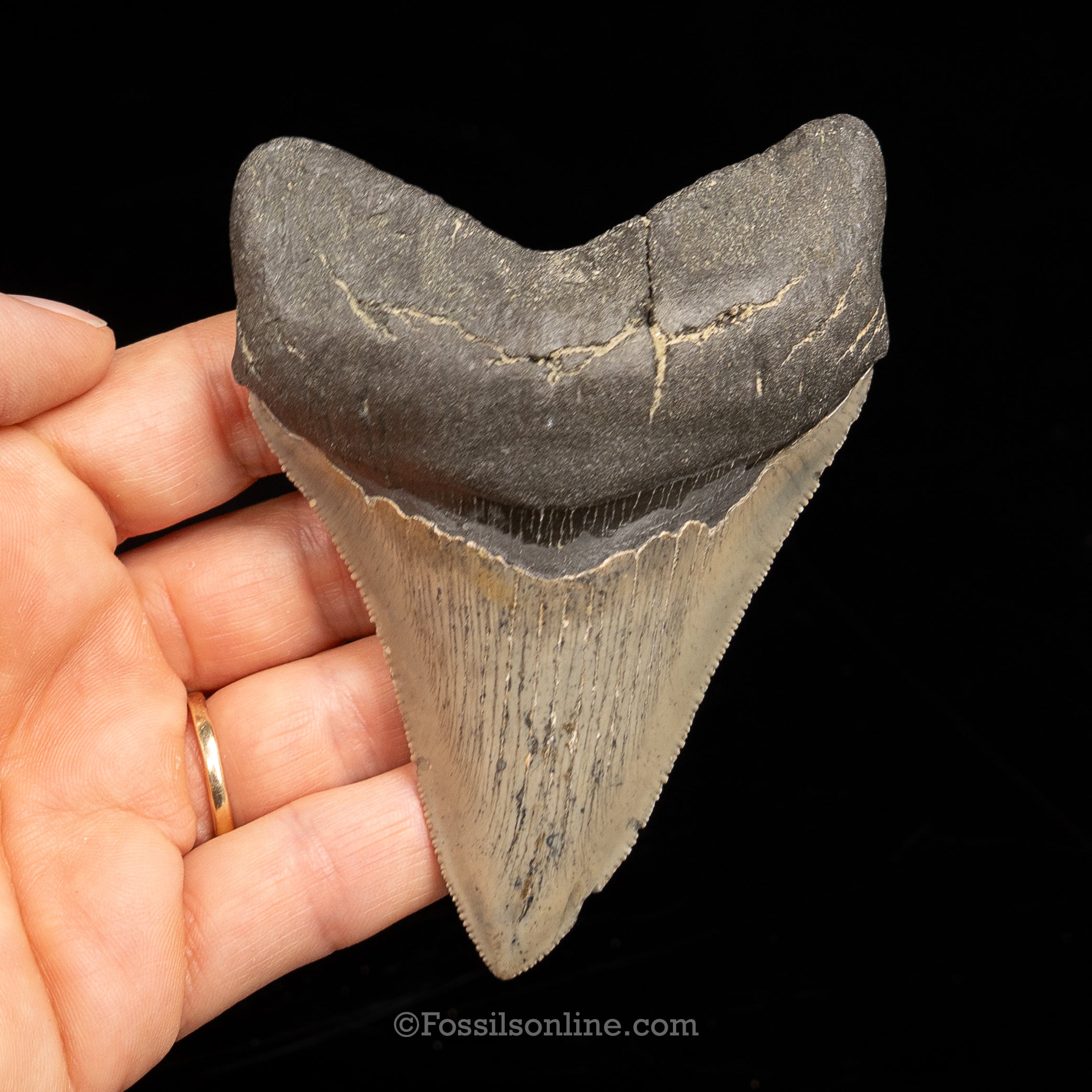 North Carolina Megalodon 4.07"
