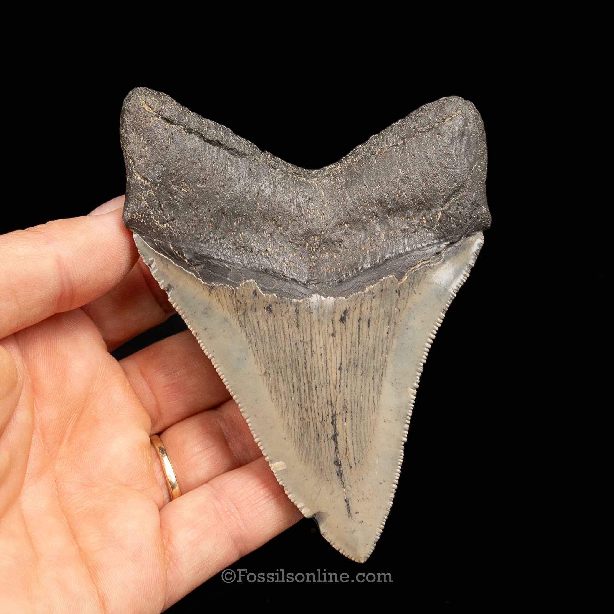 North Carolina Megalodon 4.07"