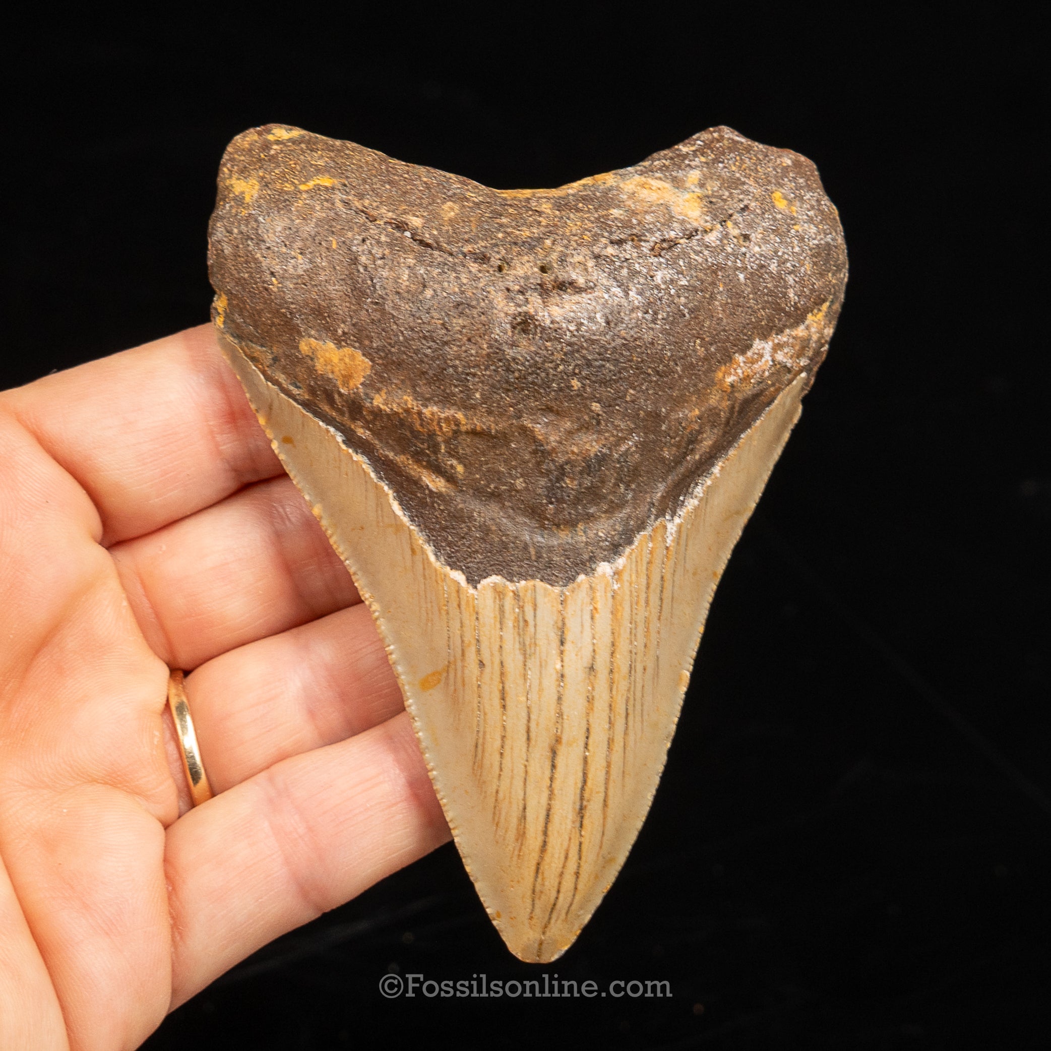 North Carolina Megalodon 3.86"