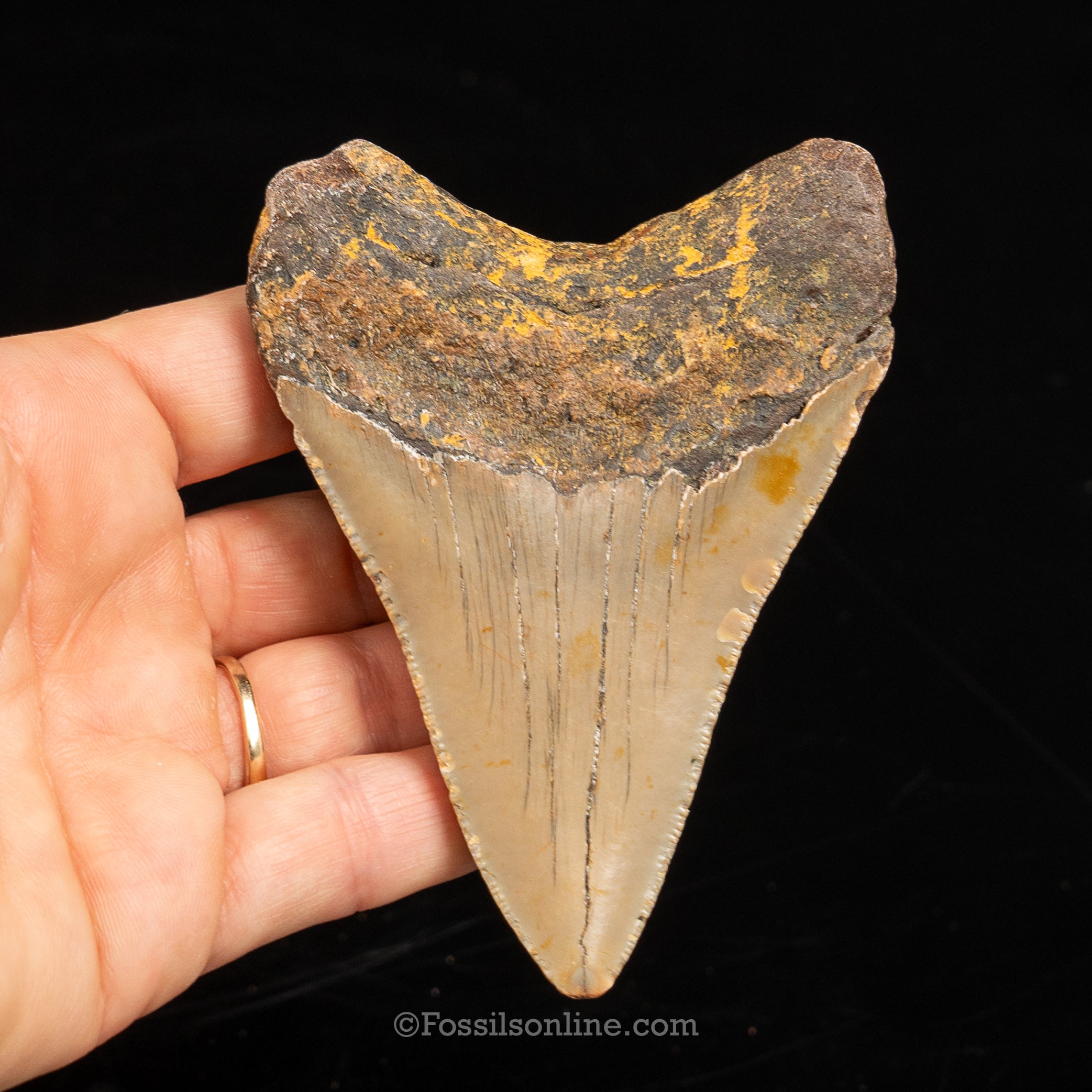 North Carolina Megalodon 3.86"