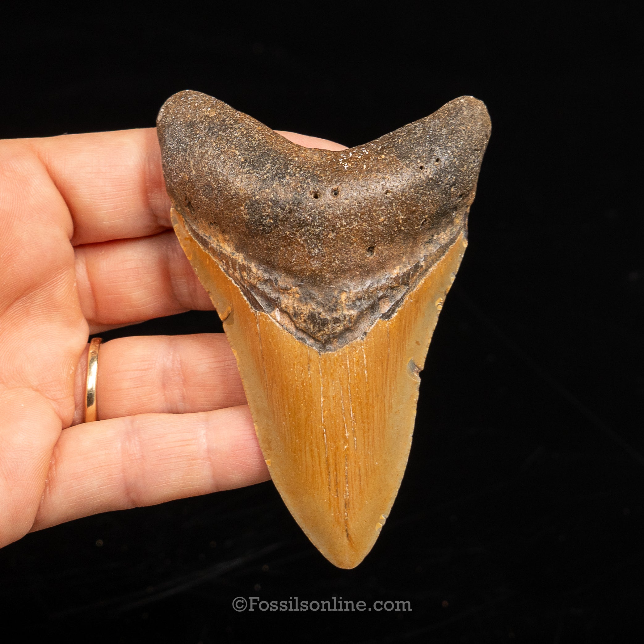 North Carolina Megalodon 3.67"