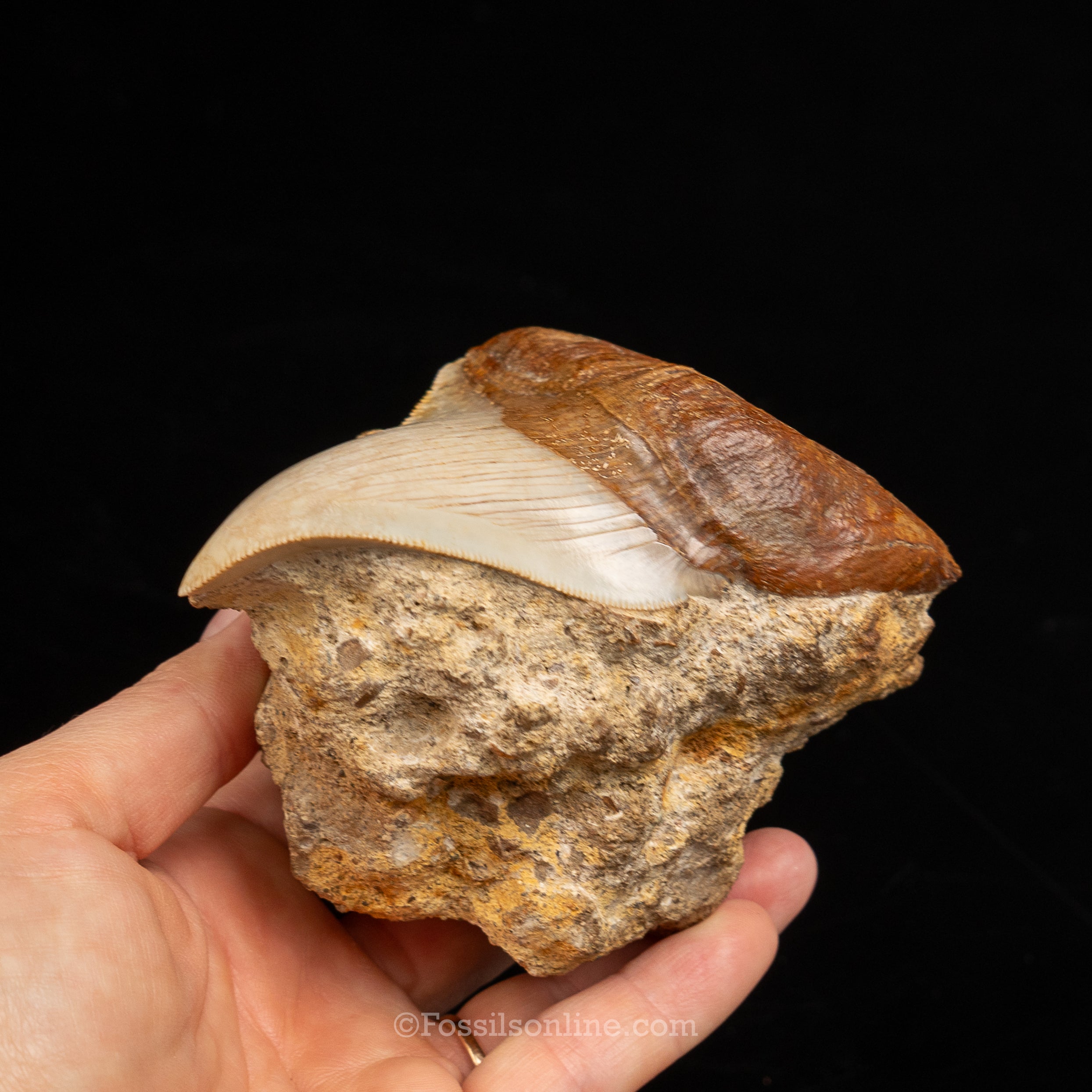 Stunning Deformed Megalodon 4.25" Chile