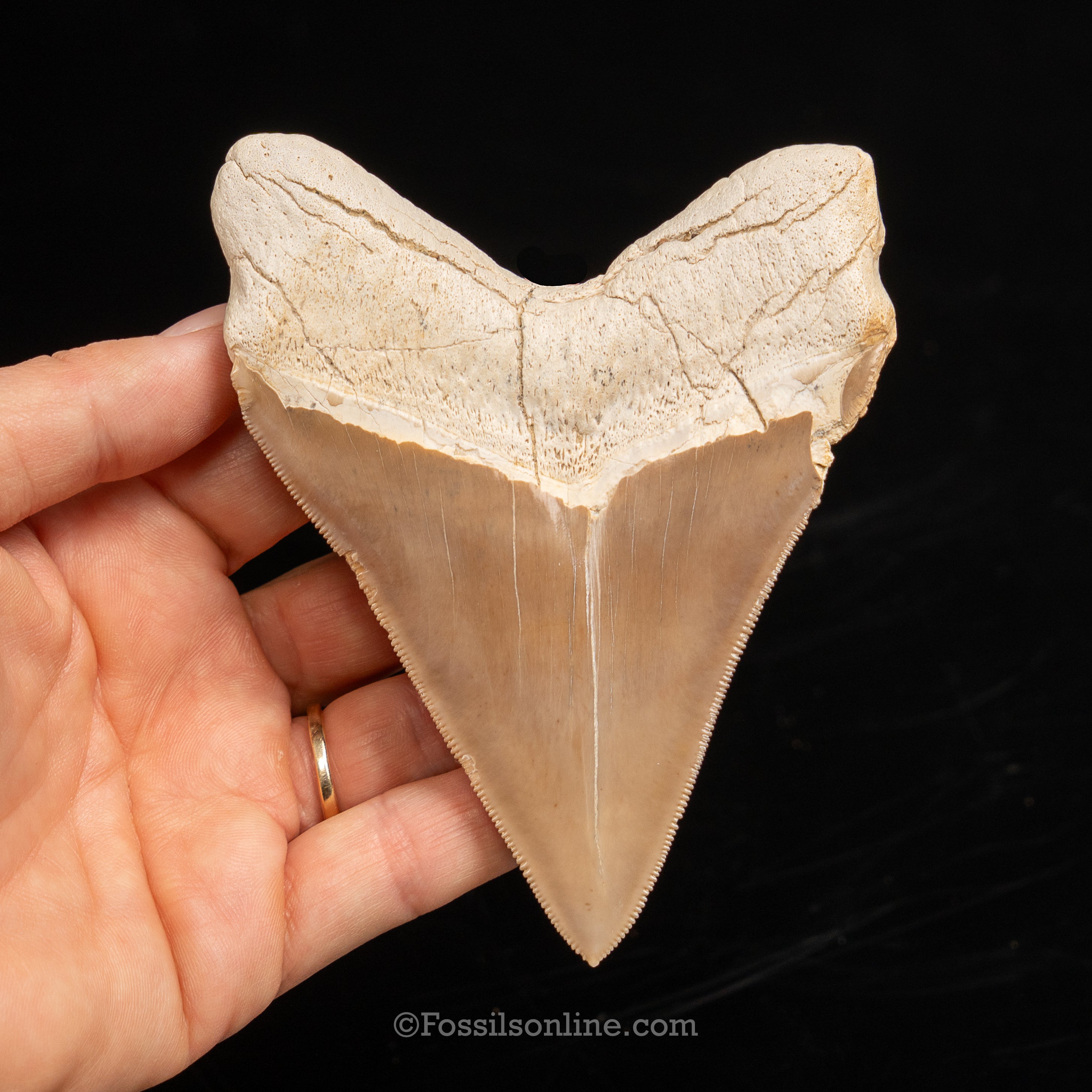 Stunning Megalodon 4.48" Peru