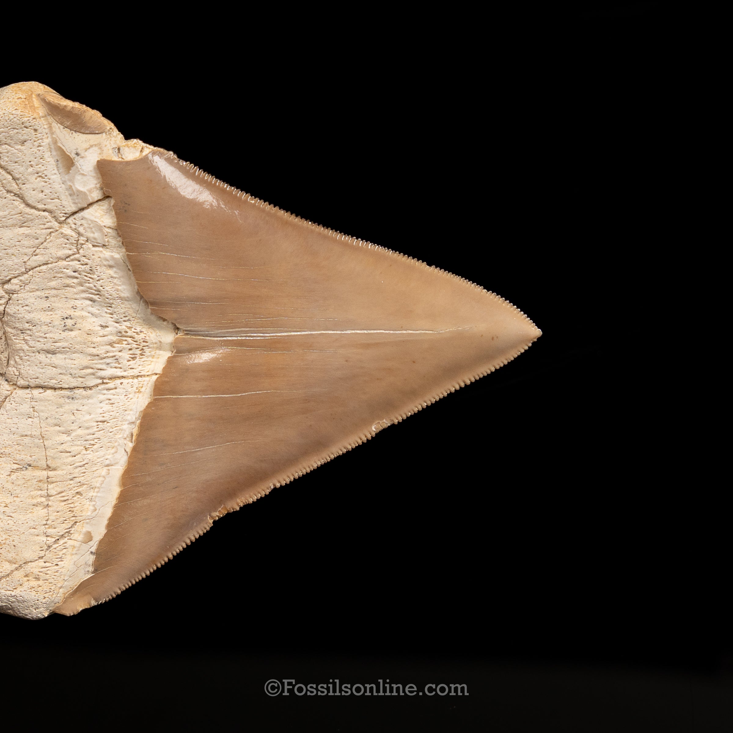 Stunning Megalodon 4.48" Peru