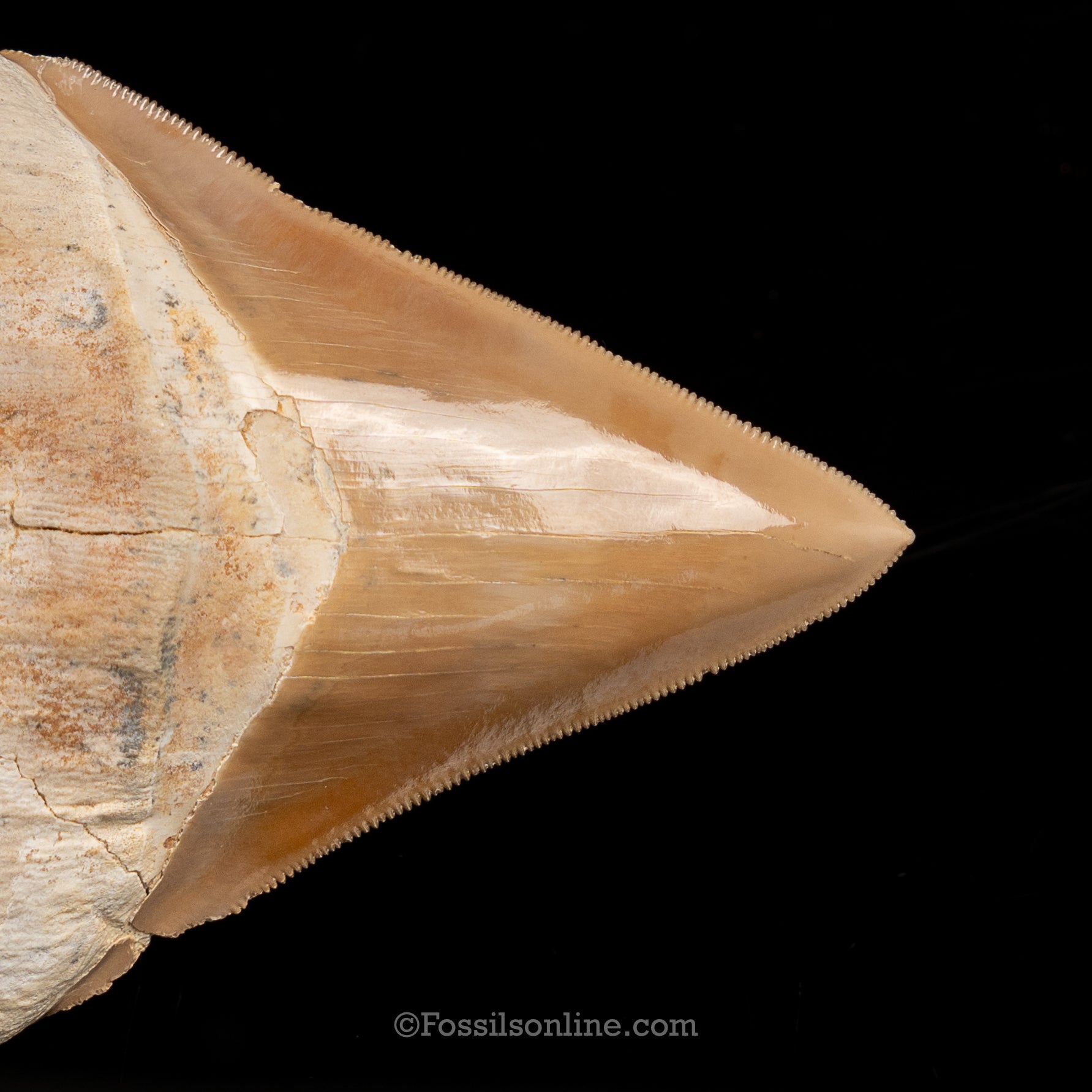 Stunning Megalodon 4.48" Peru