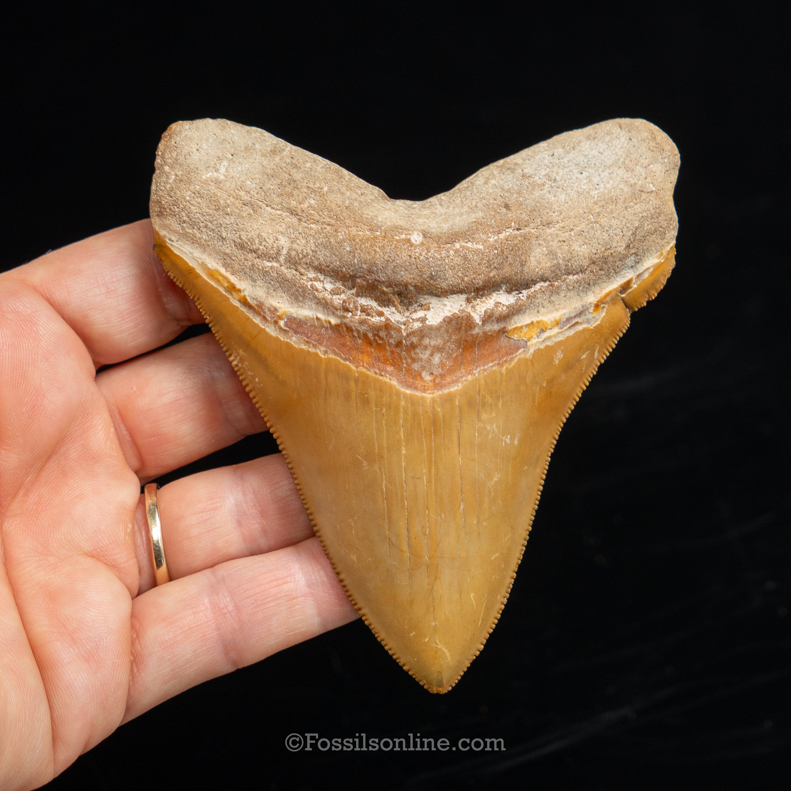 Bone Valley Megalodon 3.94"