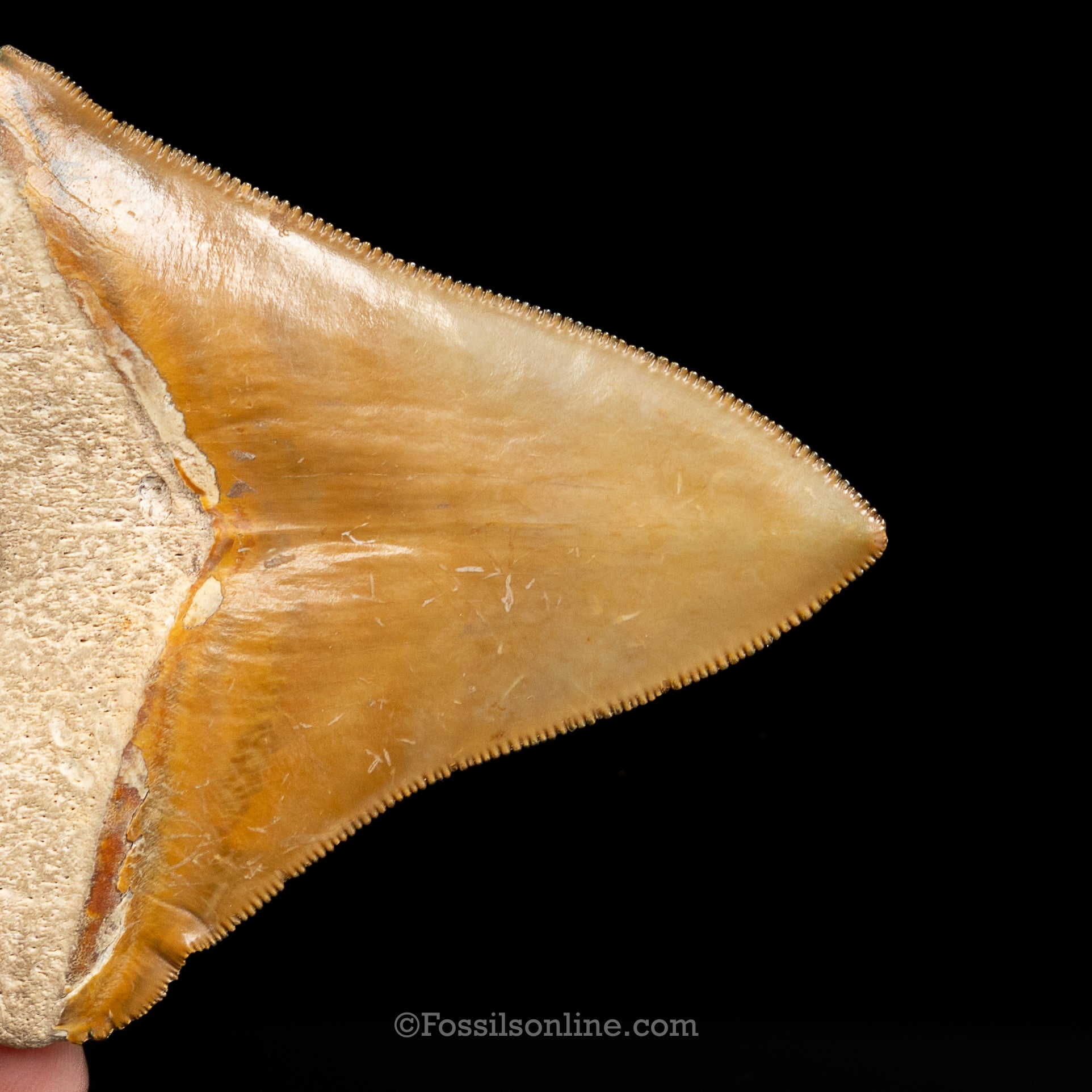 Bone Valley Megalodon 3.94"