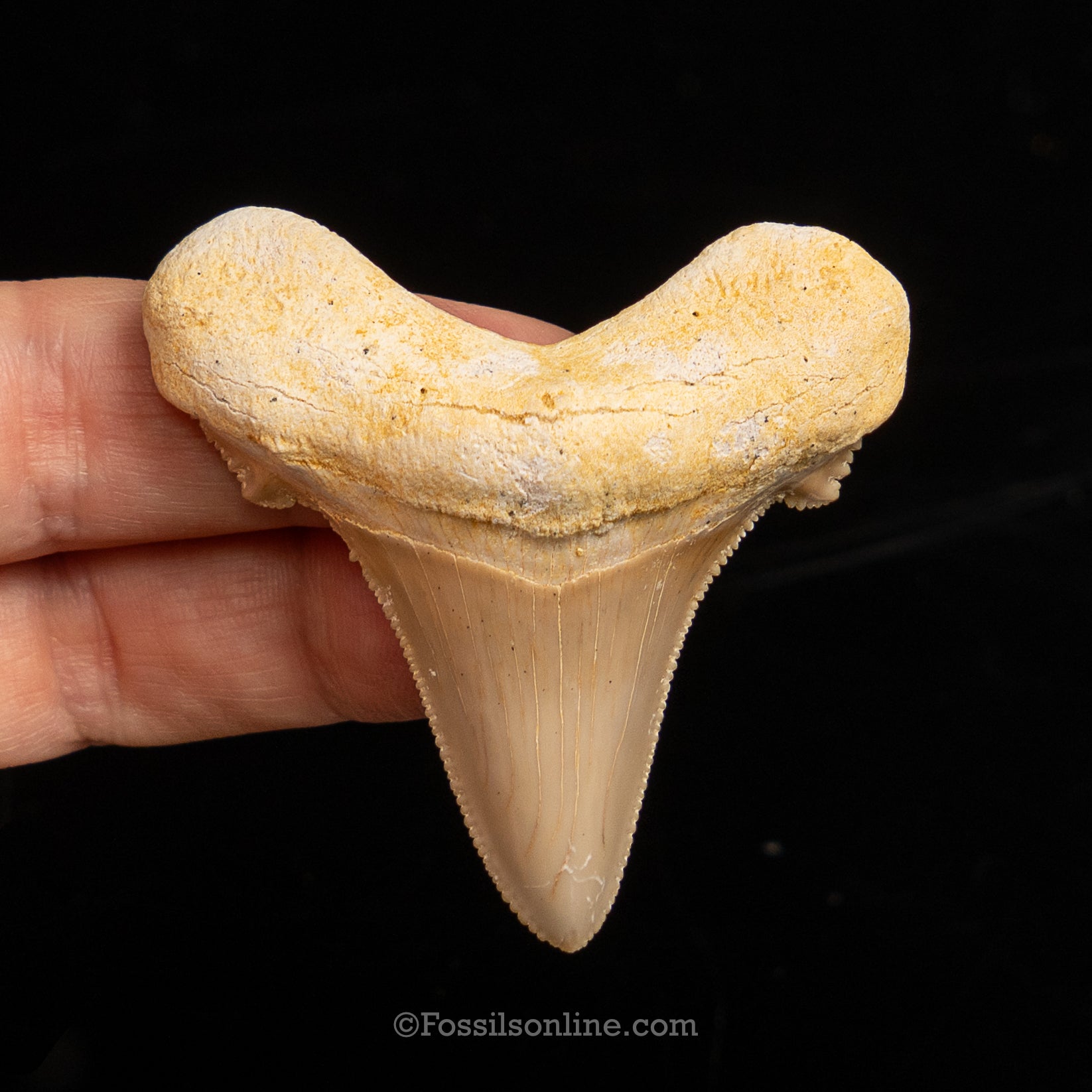 Carcharocles auriculatus 2.23" Morrocco