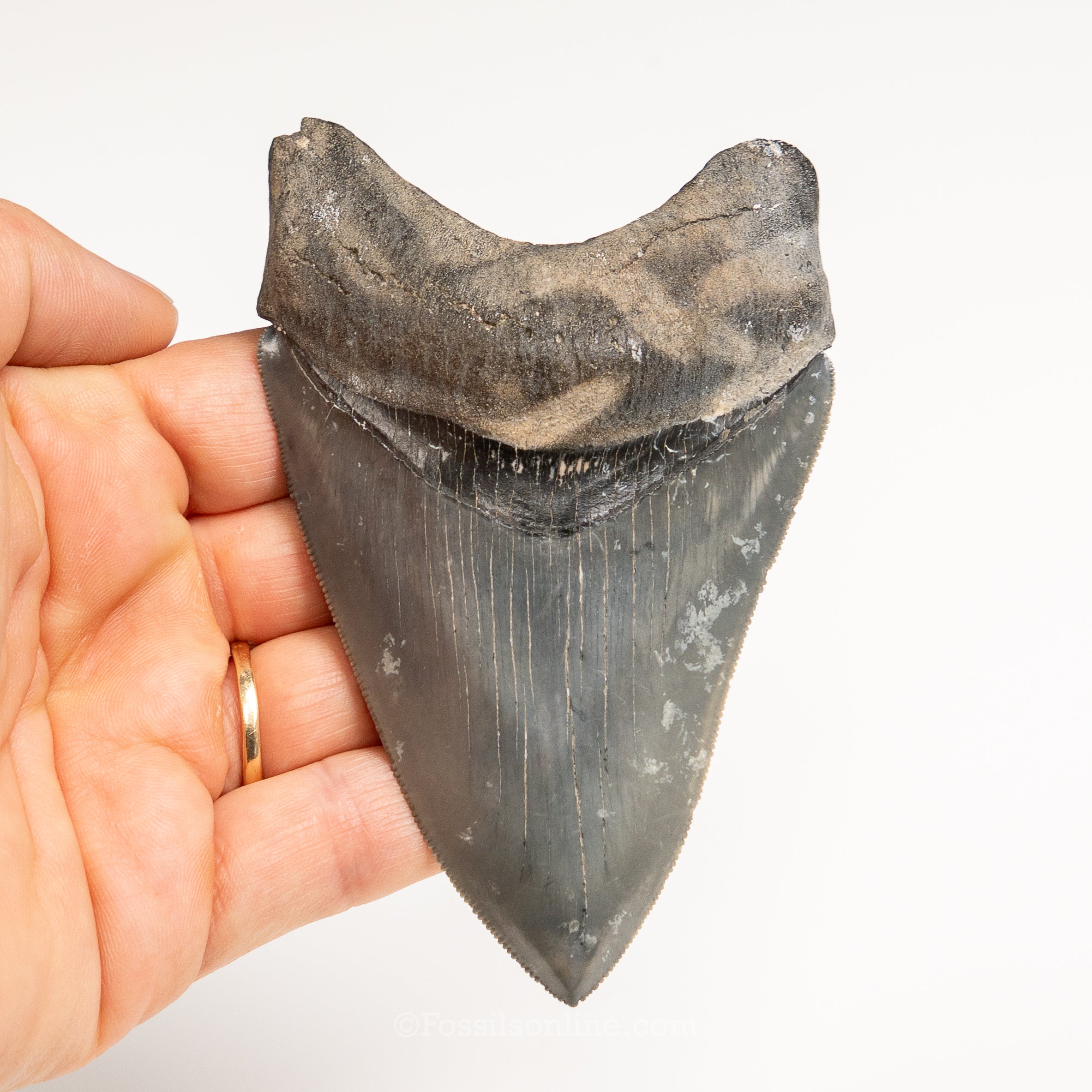 Gem Venice Megalodon 4.17"