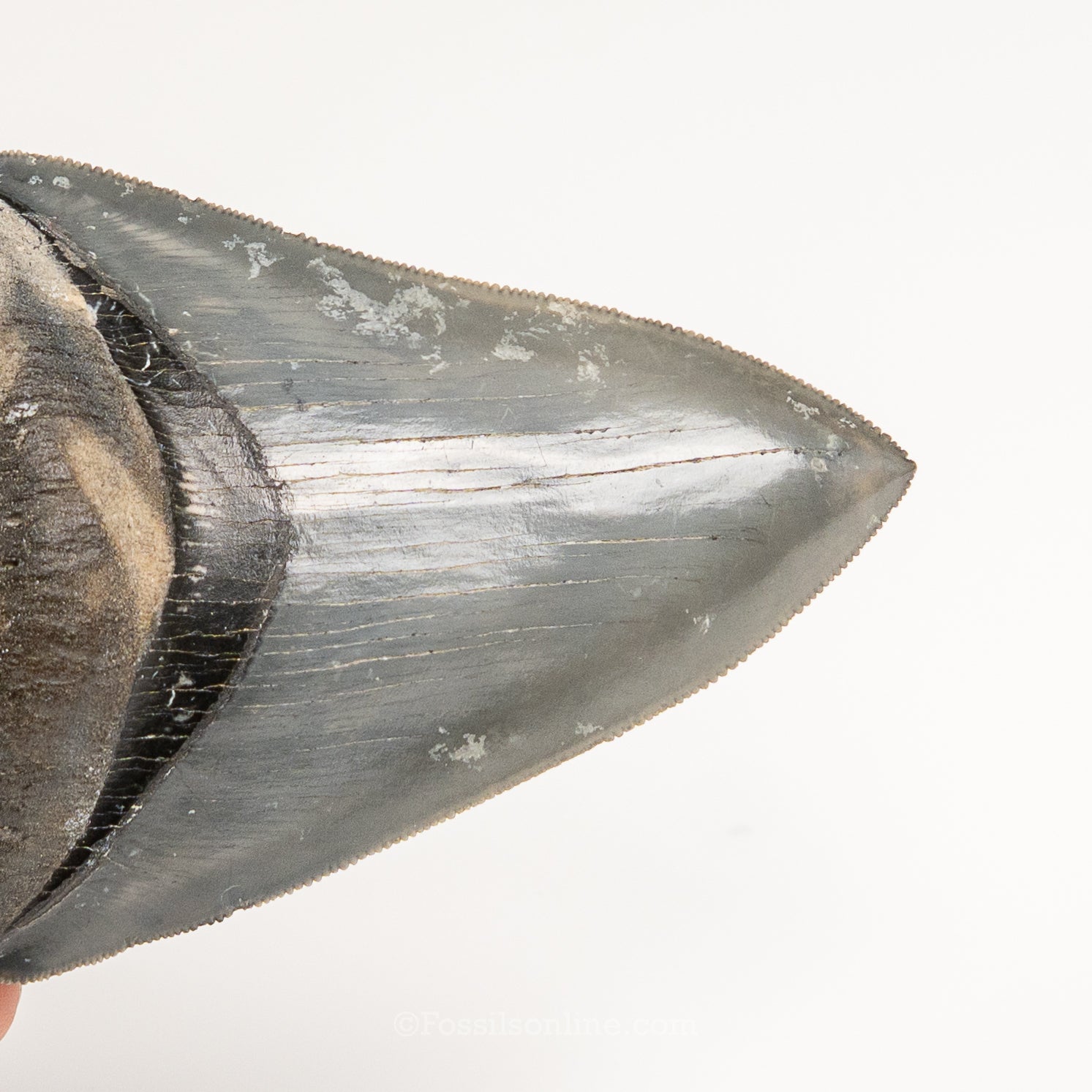 Gem Venice Megalodon 4.17"