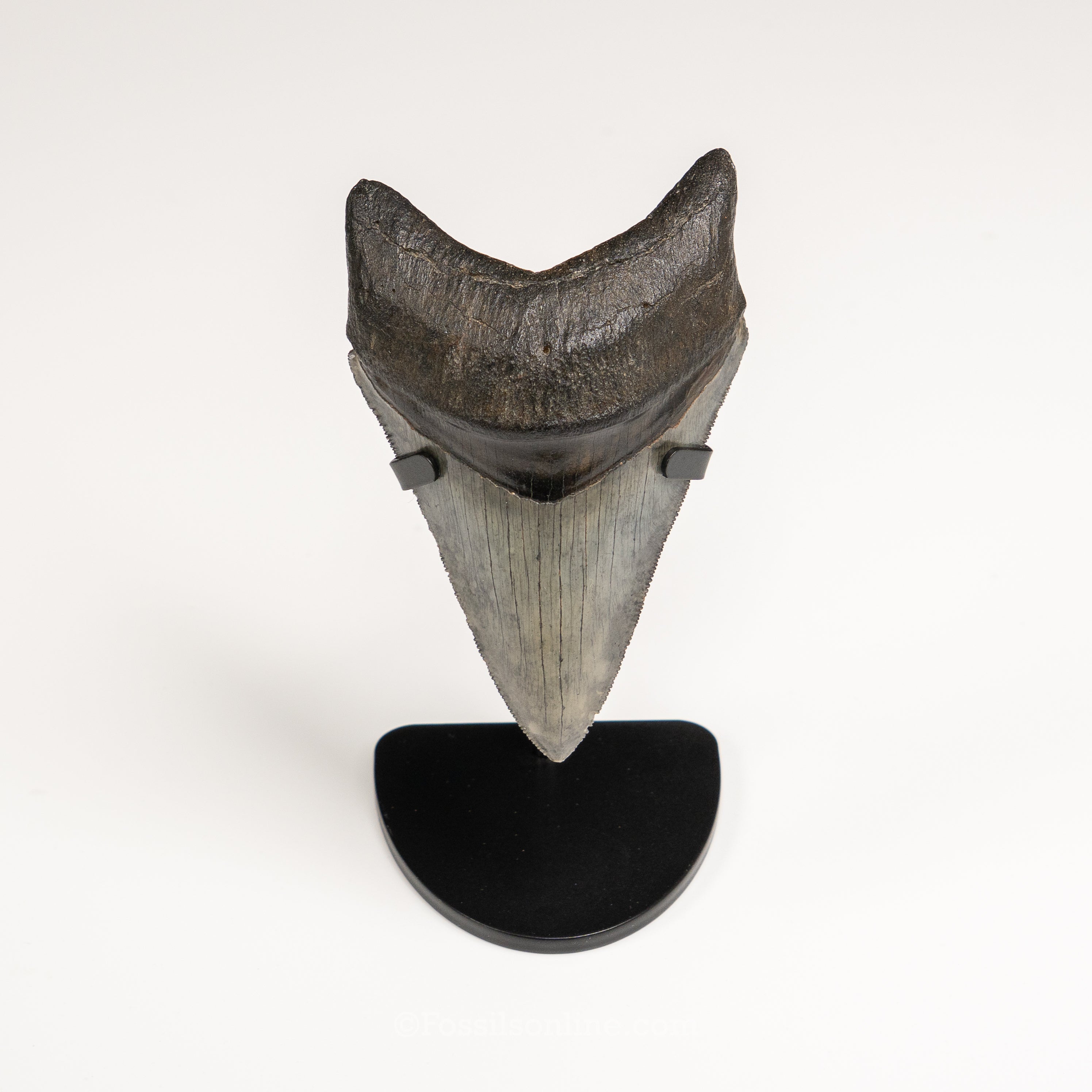 Gem Venice Megalodon 4.04"