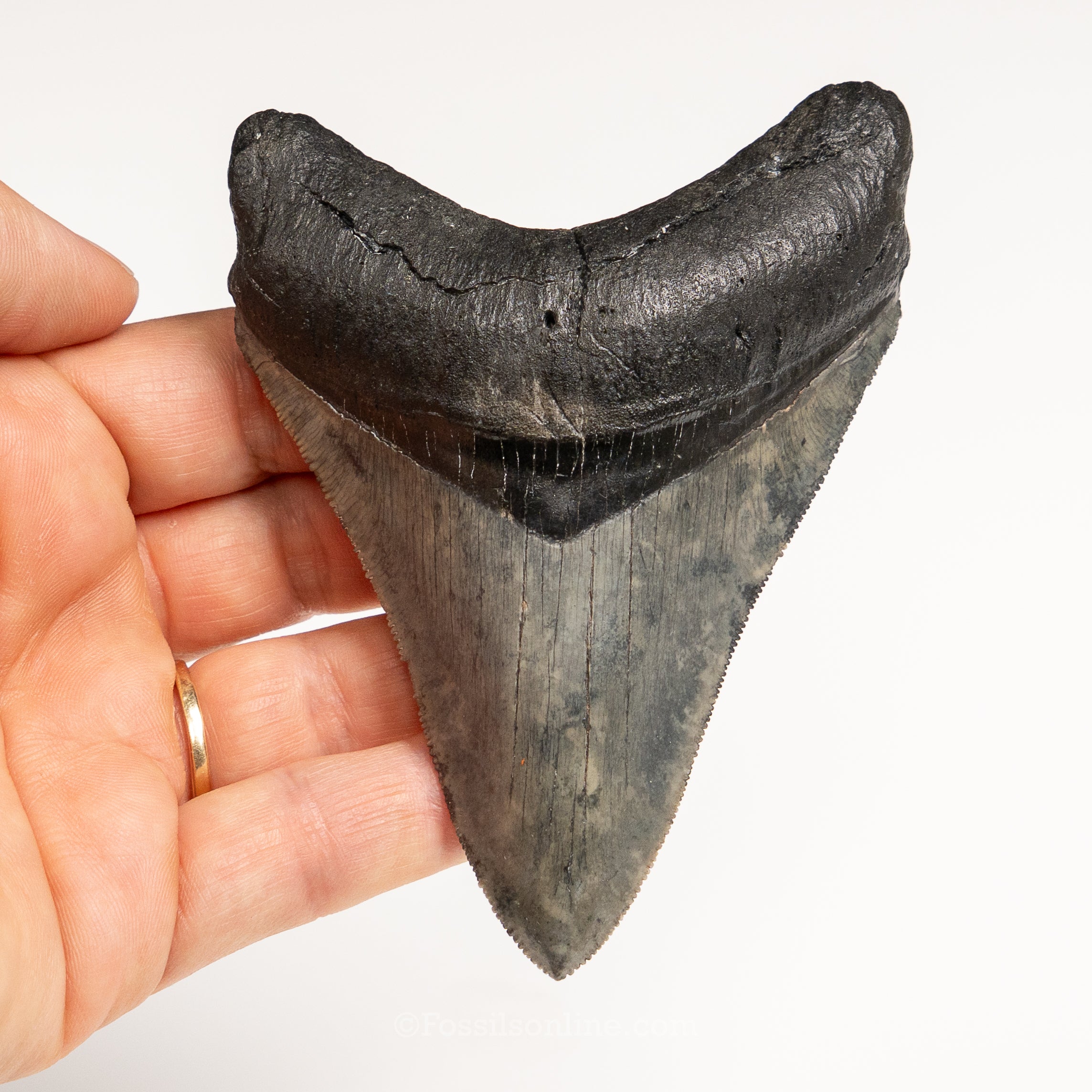 Gem Venice Megalodon 4.11"