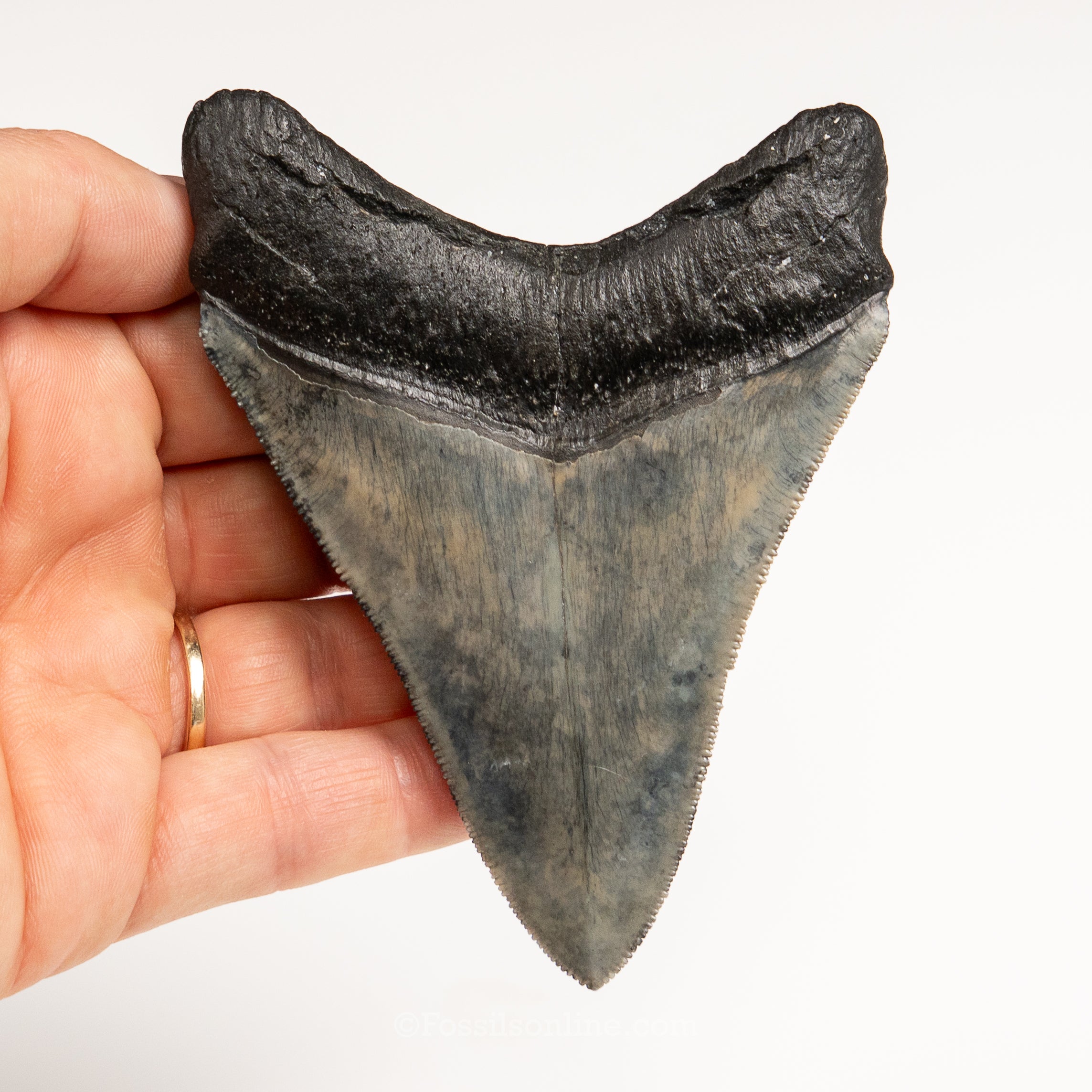 Gem Venice Megalodon 4.11"