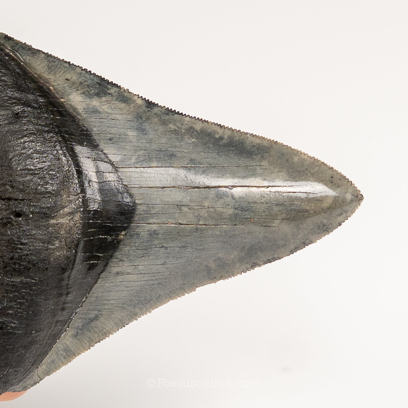 Gem Venice Megalodon 4.11"