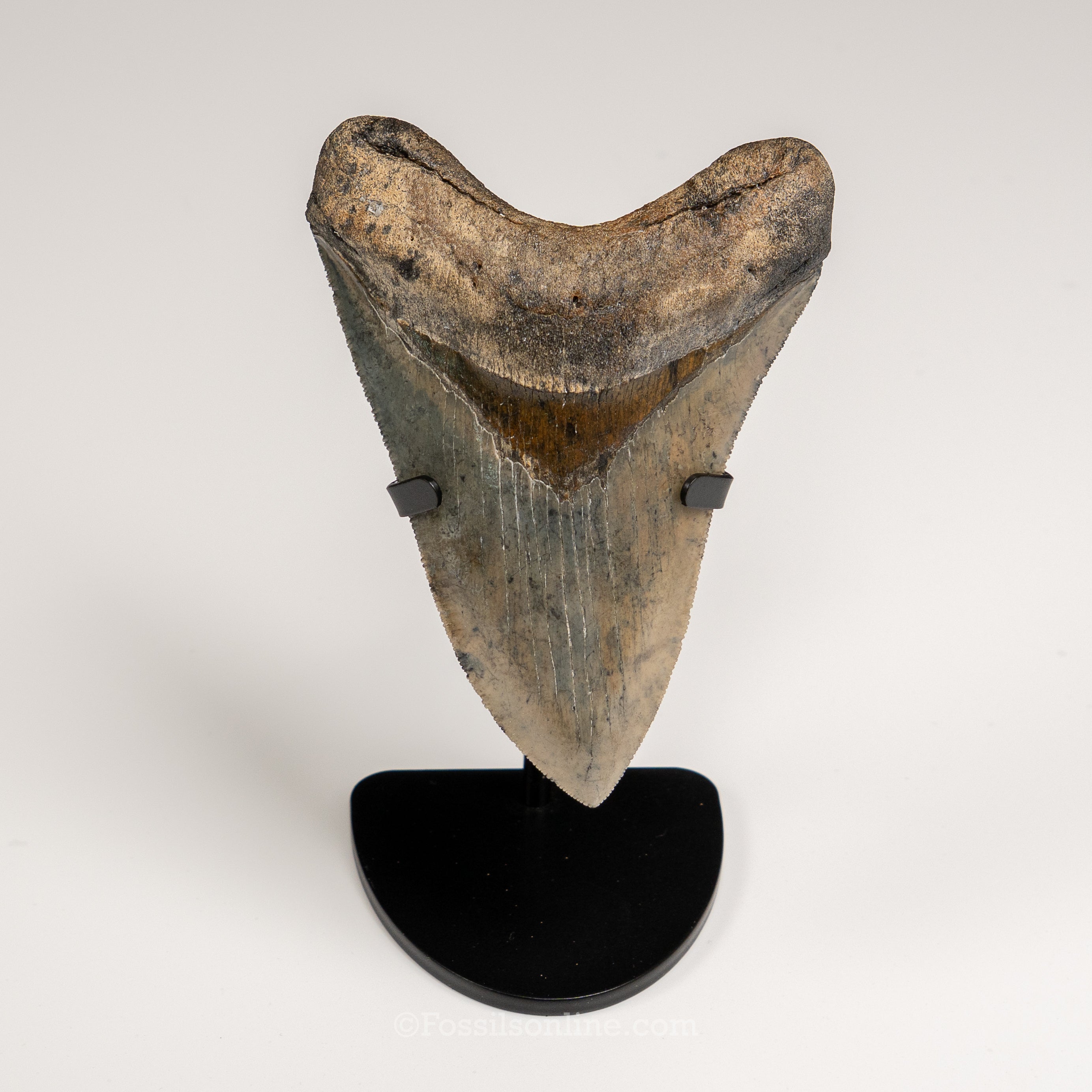 Gem Venice Megalodon 4.32"