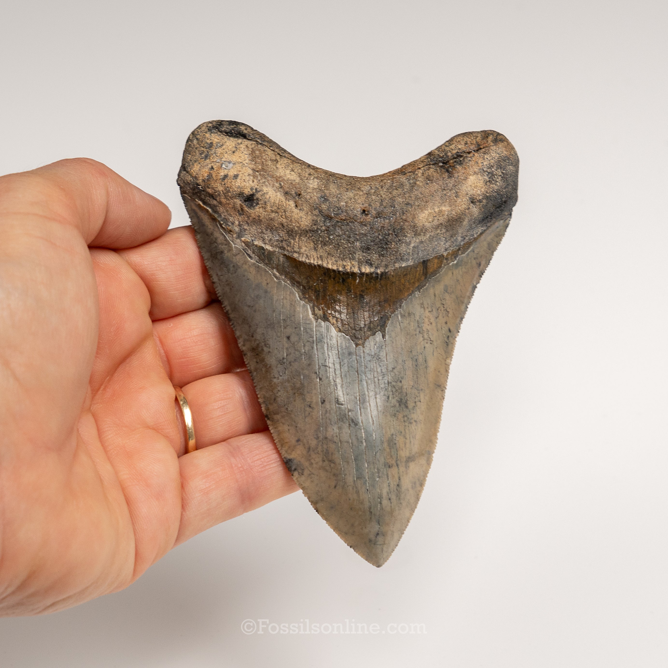 Gem Venice Megalodon 4.32"