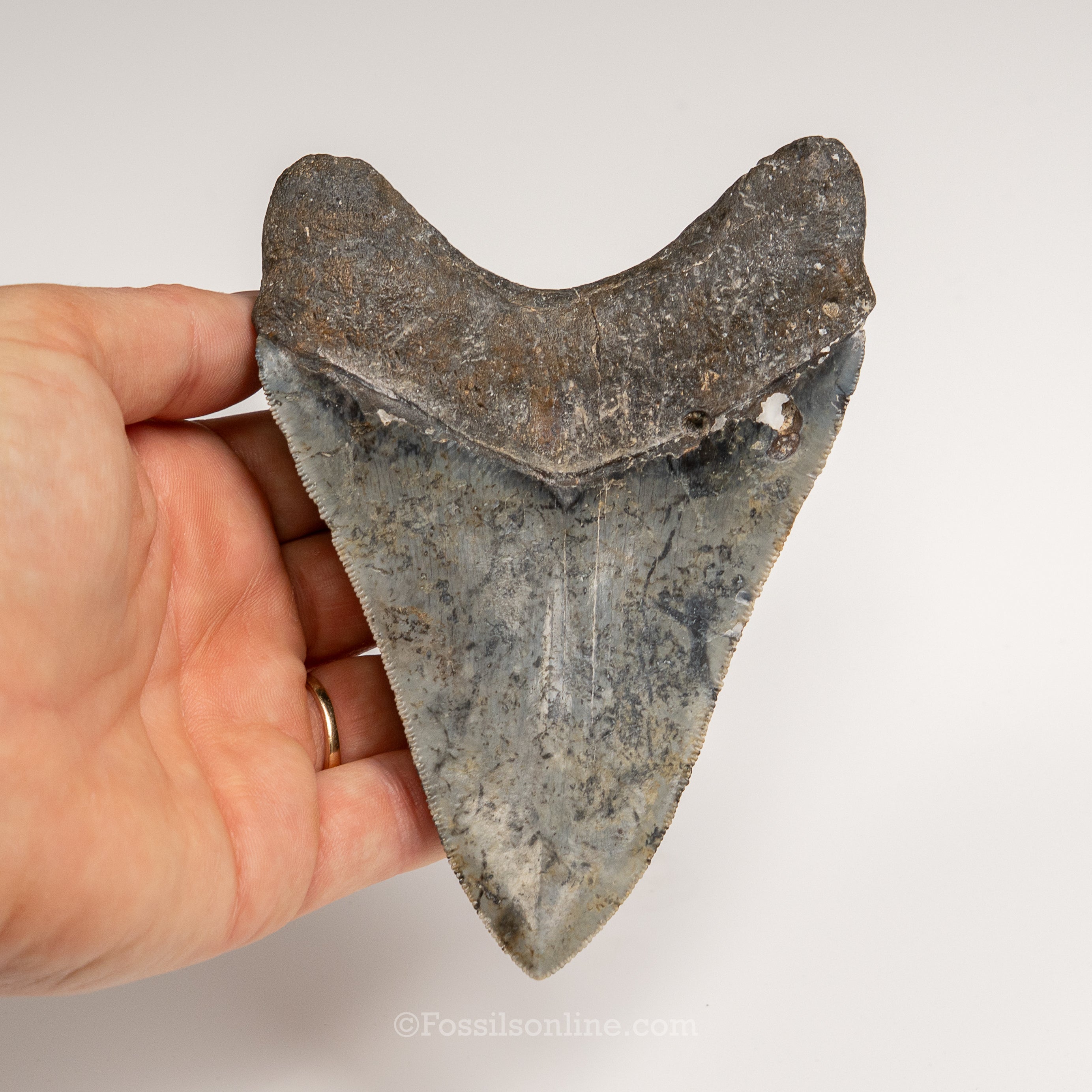 Gem Venice Megalodon 4.85"