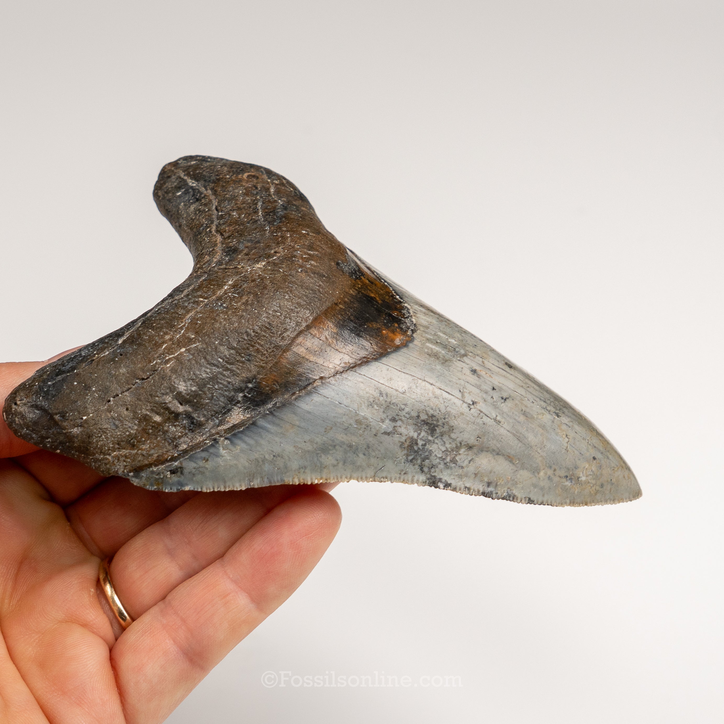 Gem Venice Megalodon 4.85"