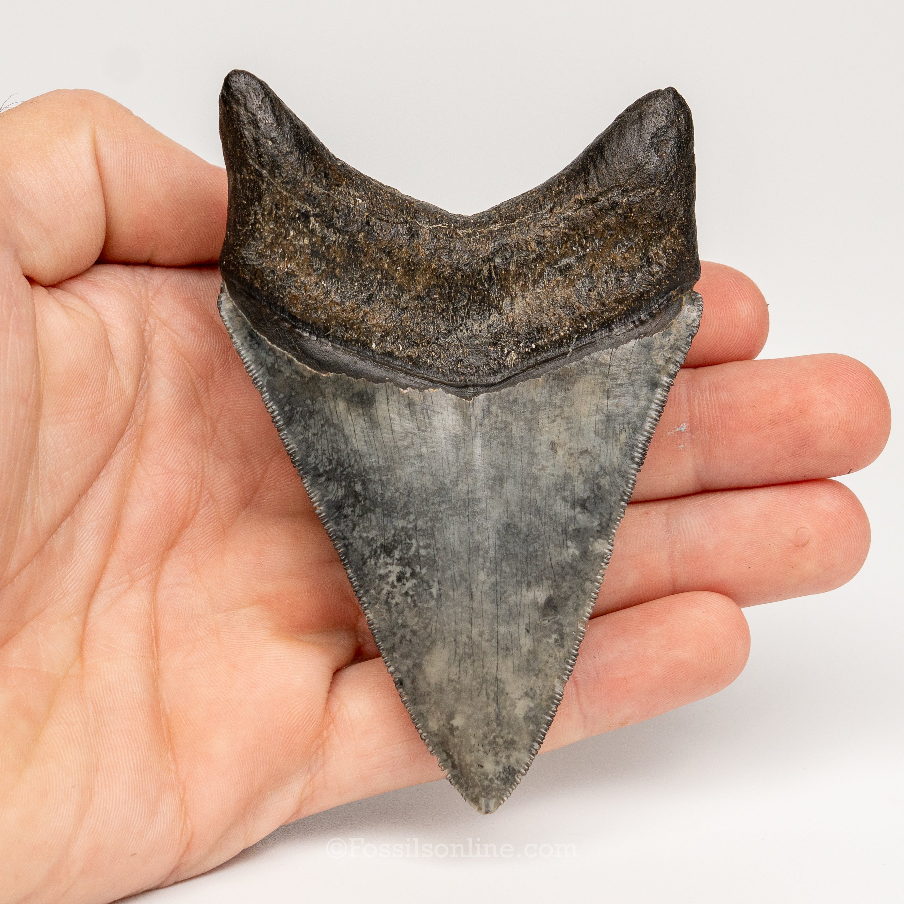 Gem Venice Megalodon 4.04"