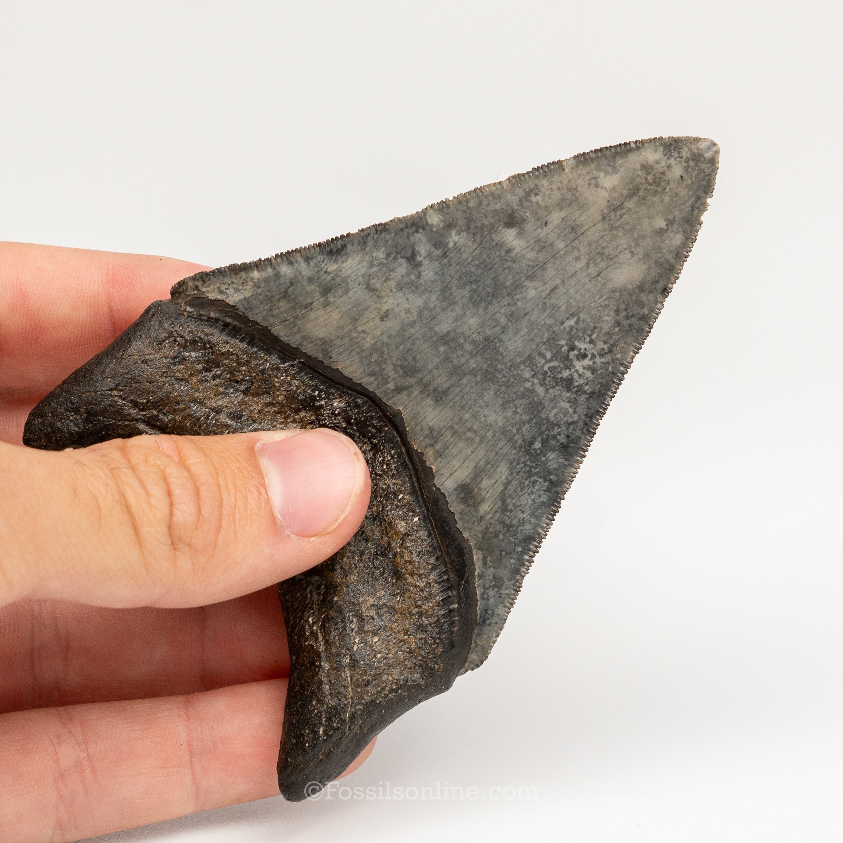 Gem Venice Megalodon 4.04"