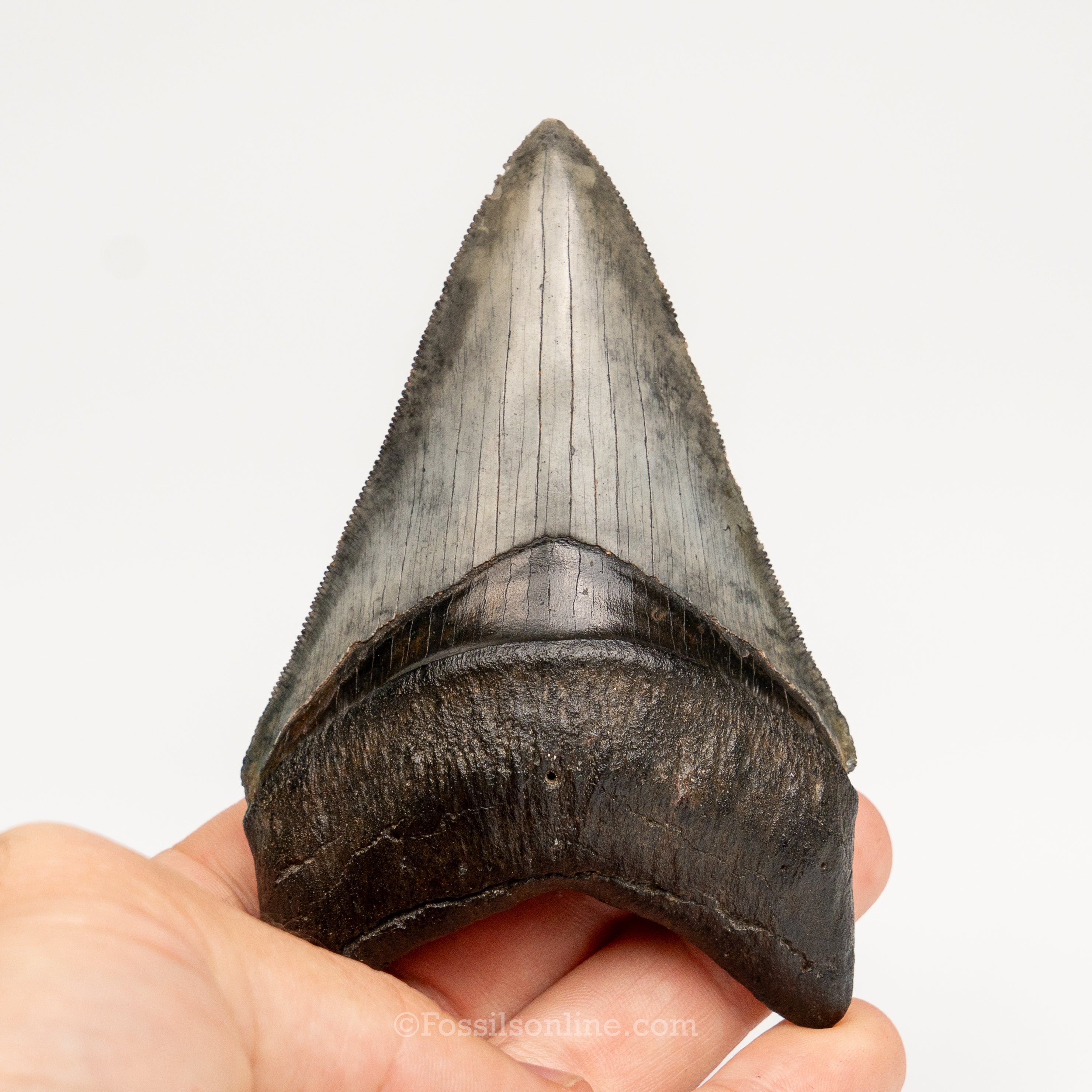 Gem Venice Megalodon 4.04"