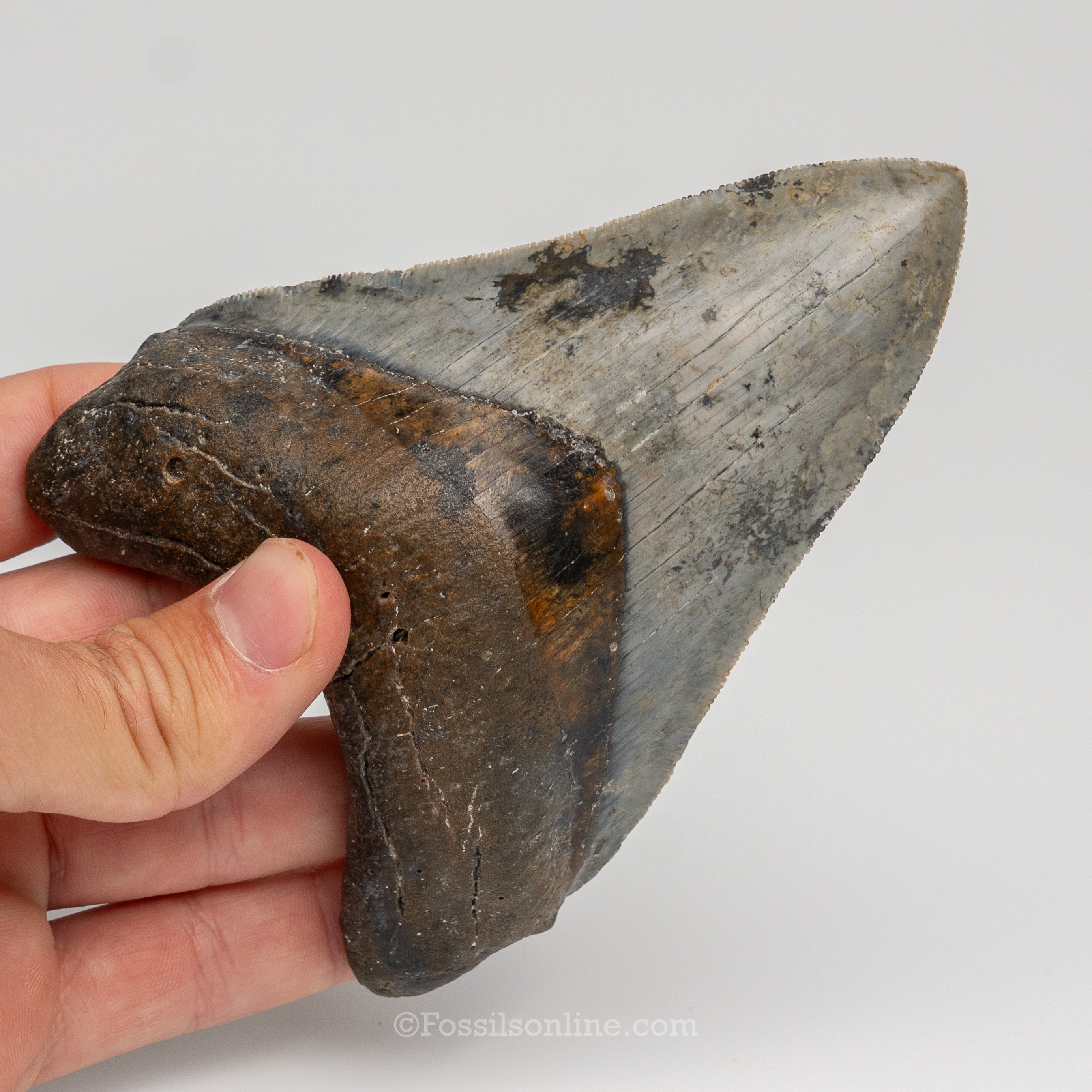 Gem Venice Megalodon 4.85"