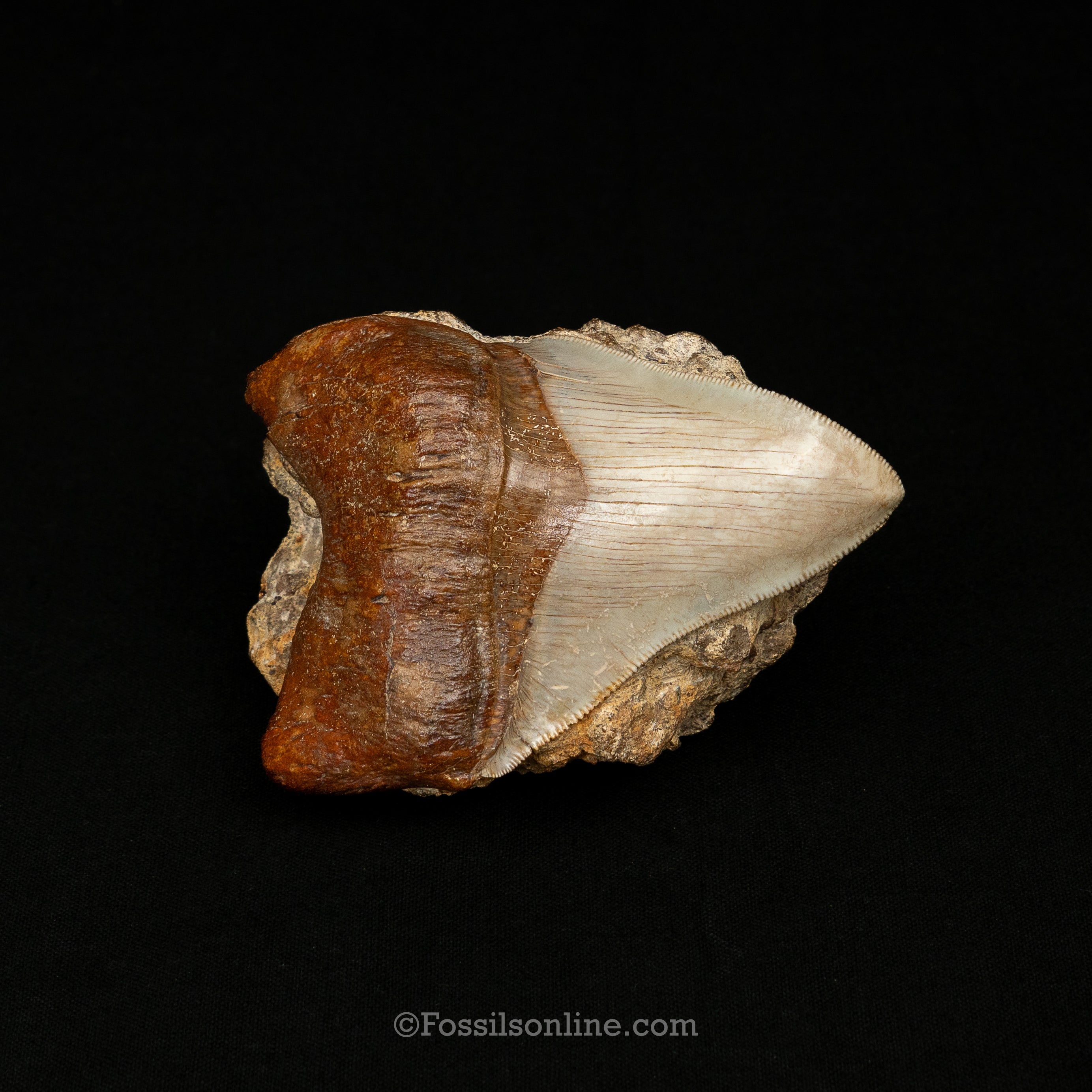 Stunning Deformed Megalodon 4.25" Chile