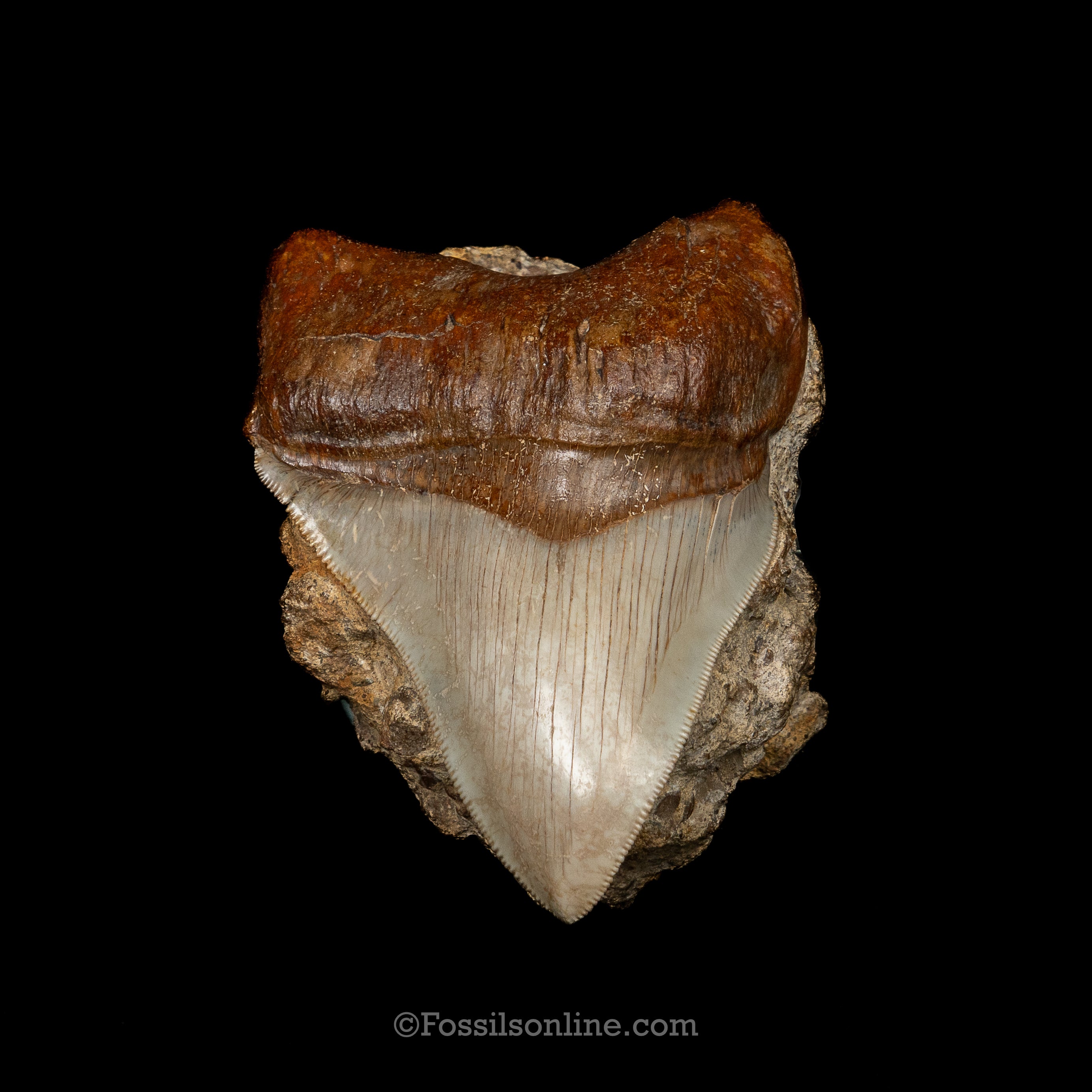 Stunning Deformed Megalodon 4.25" Chile
