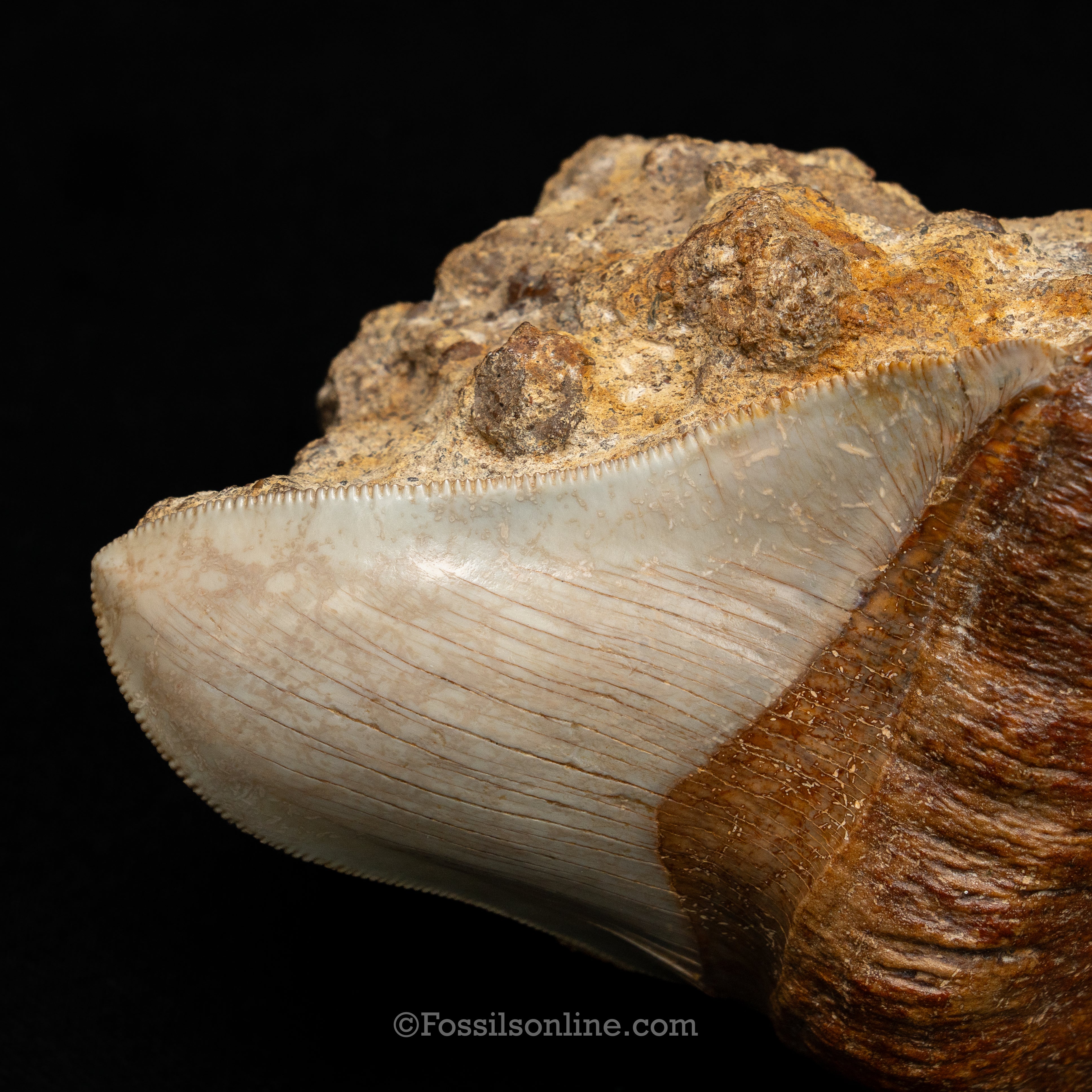 Stunning Deformed Megalodon 4.25" Chile