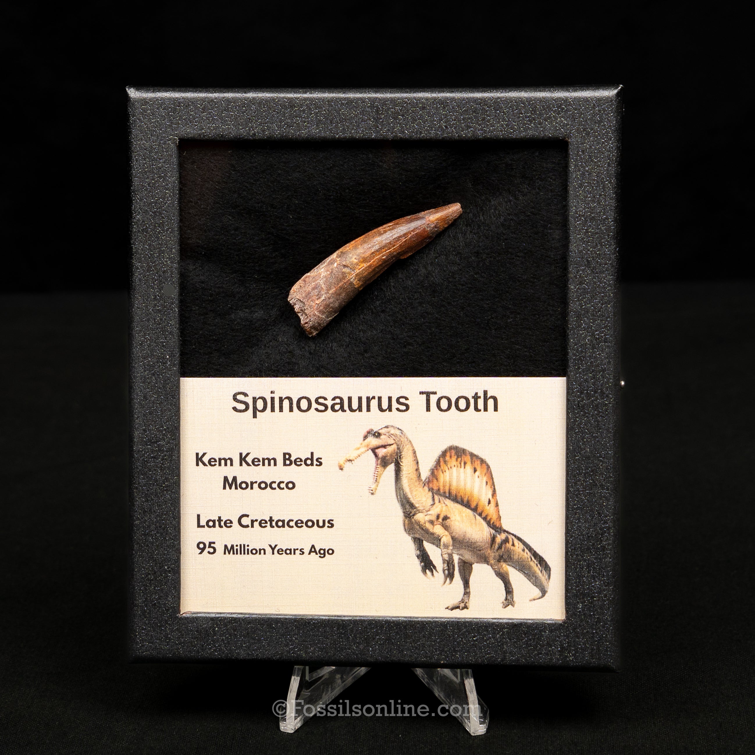 Spinosaurus Dinosaur Tooth Med Case