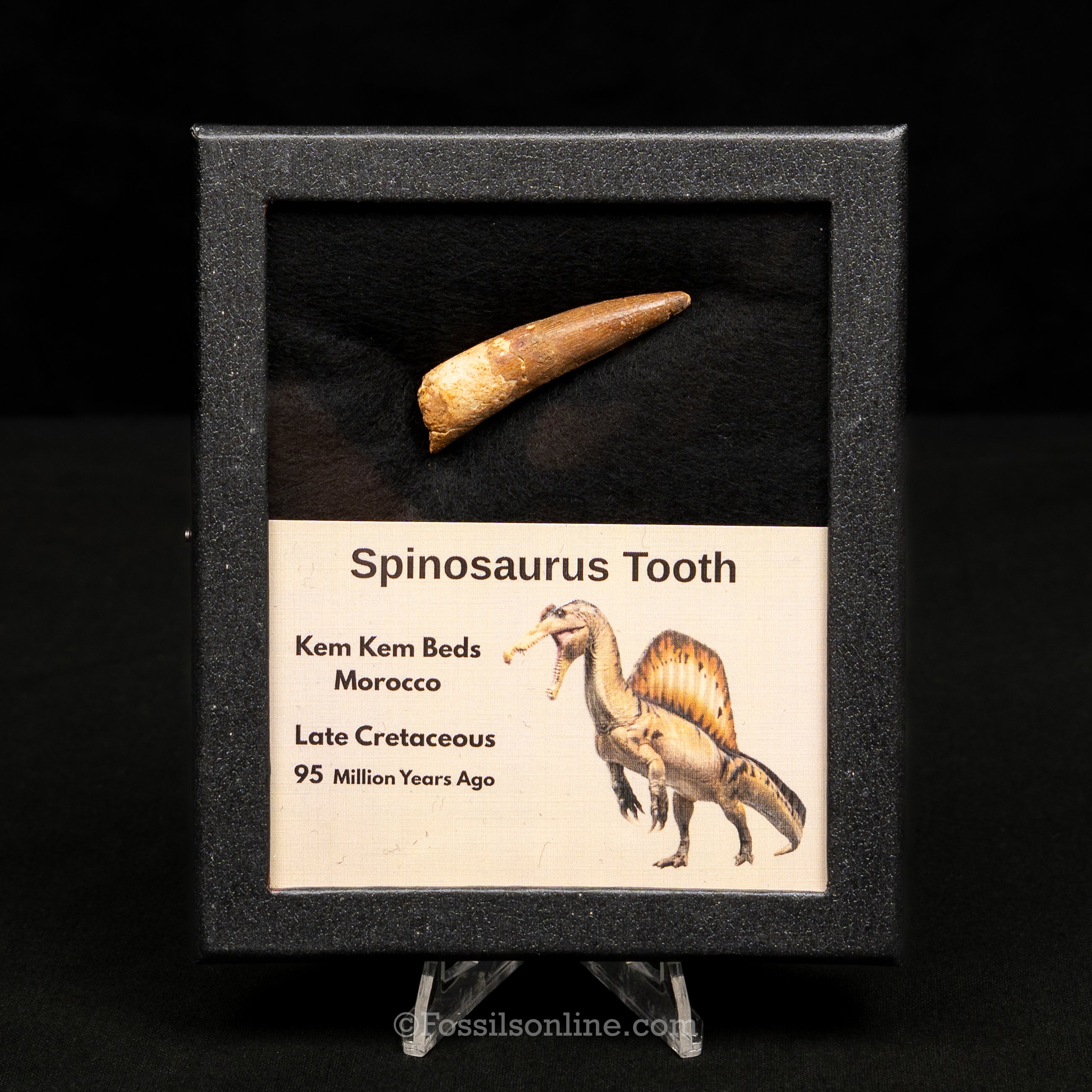 Spinosaurus Dinosaur Tooth Med Case