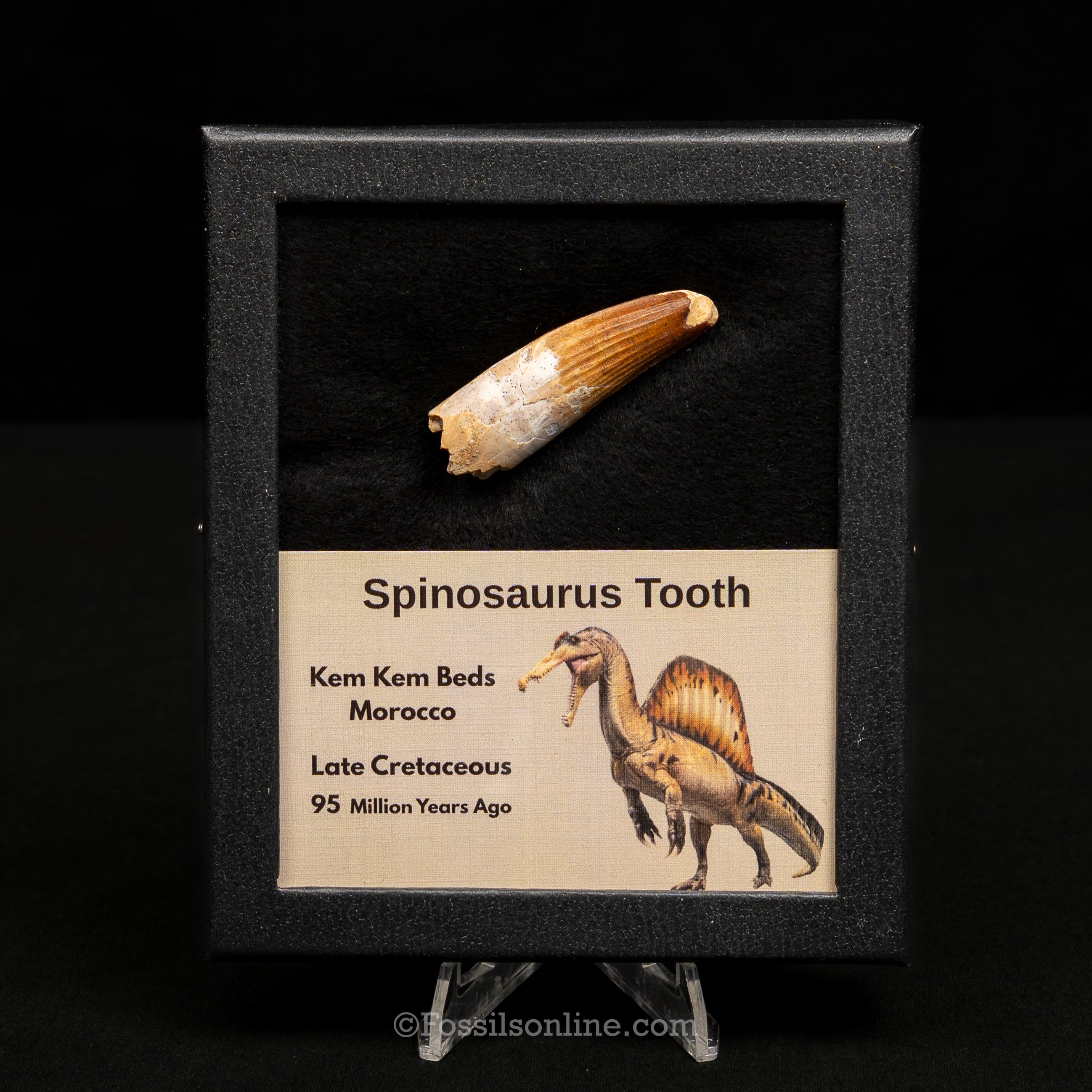 Spinosaurus Dinosaur Tooth Med Case
