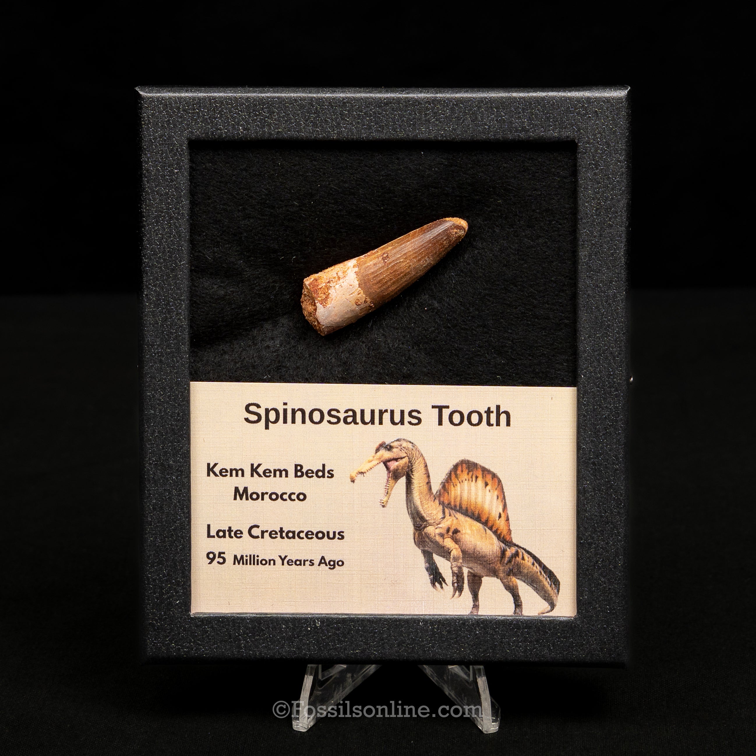Spinosaurus Dinosaur Tooth Med Case